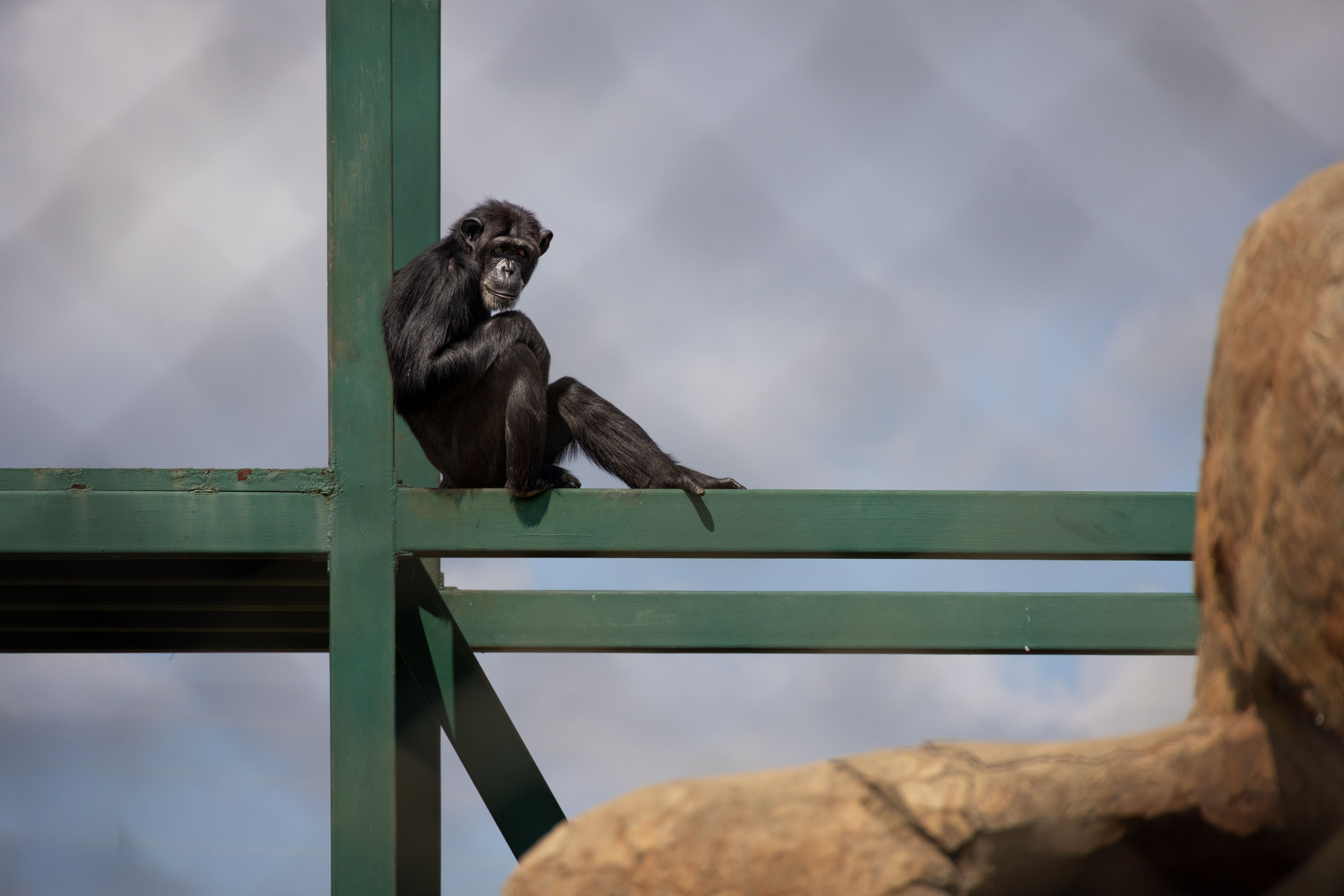 Chimpanzee resting on metal structure at zoo, Zimbabwe