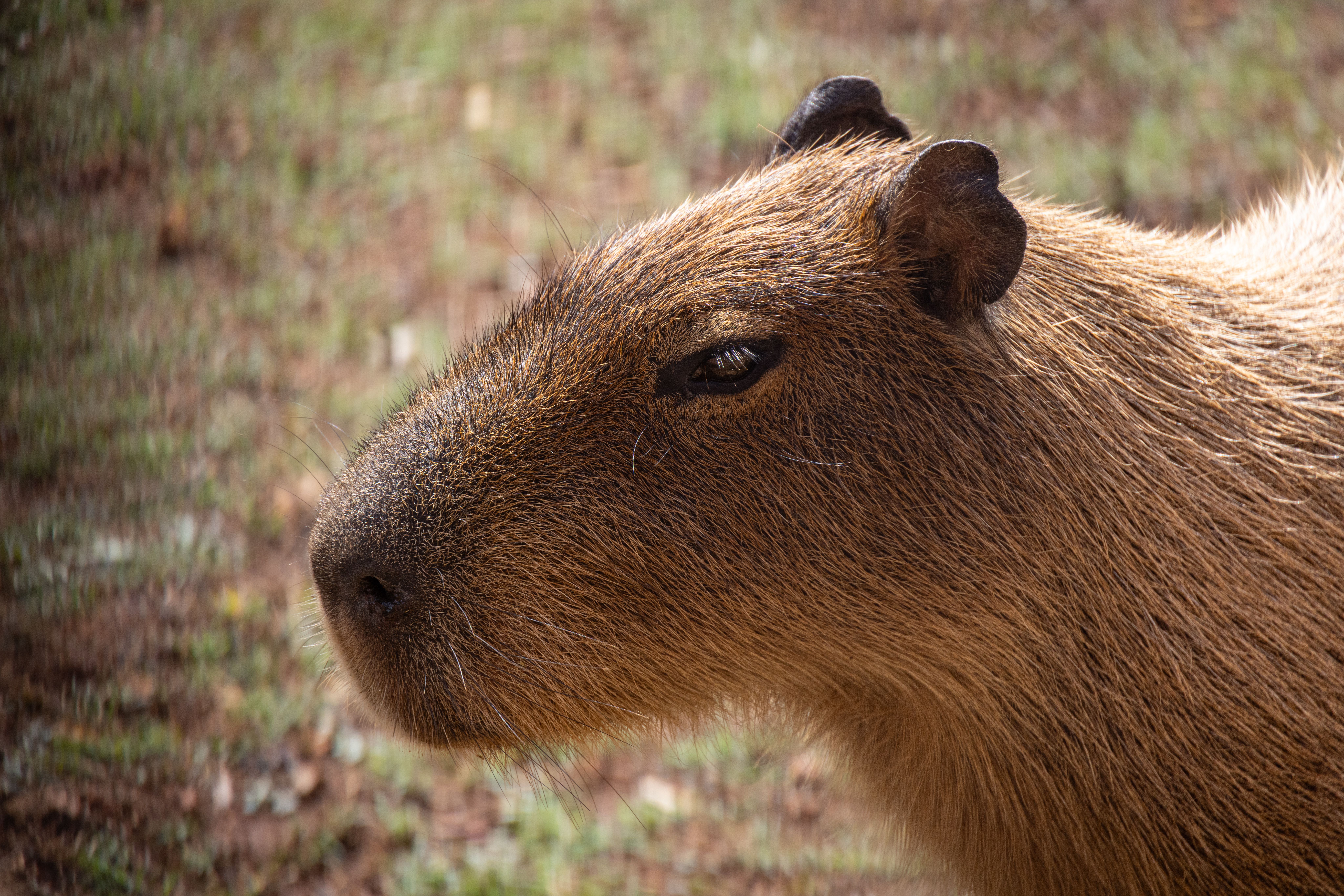 Close-Up of a Capybara in Natural Habitat · Free Stock Photo