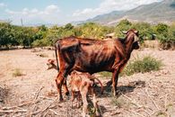 A cow and calves grazing in a serene landscape in El Salvador, showcasing rural life.