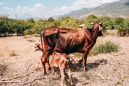 A cow and calves grazing in a serene landscape in El Salvador, showcasing rural life.
