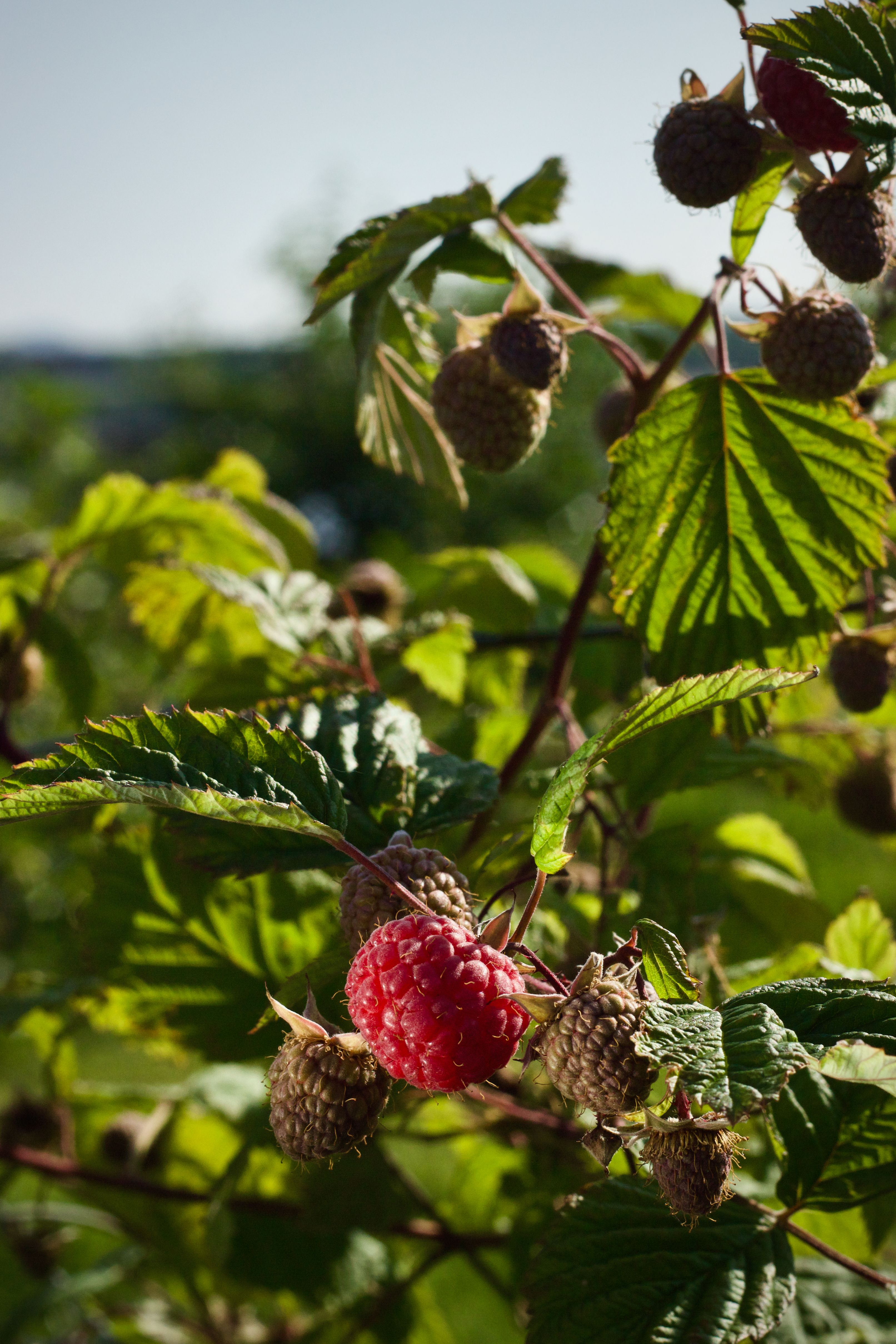 Raspberries Bush Photos, Download The BEST Free Raspberries Bush Stock ...