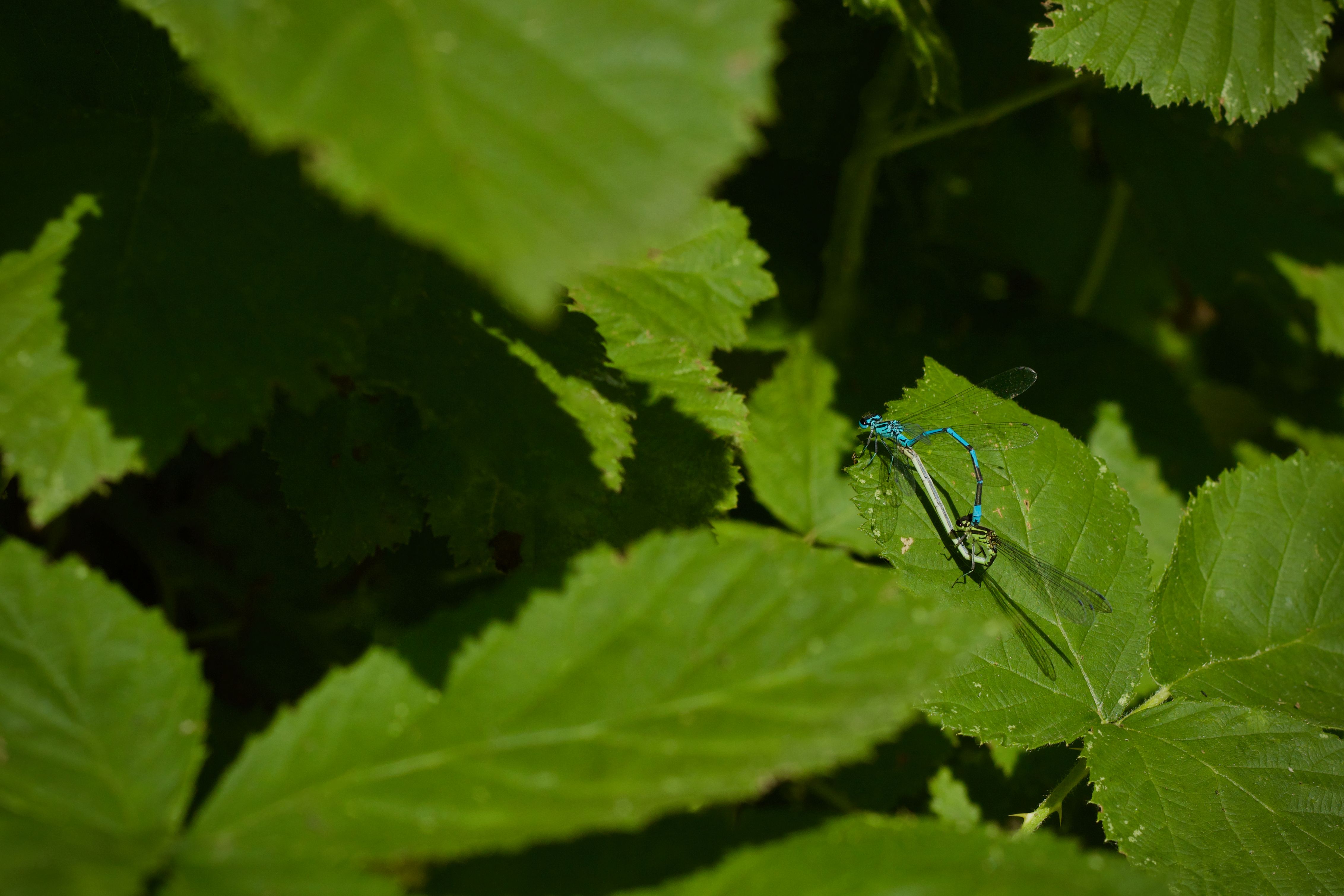 Close-Up of Damselflies Mating on Green Leaves · Free Stock Photo