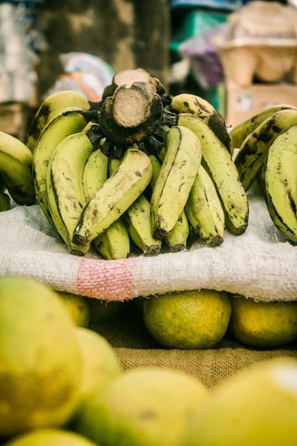 A row of plantains at different ripeness stages, from green and firm to black and soft, next to a few cut slices showing the pale yellow flesh.
