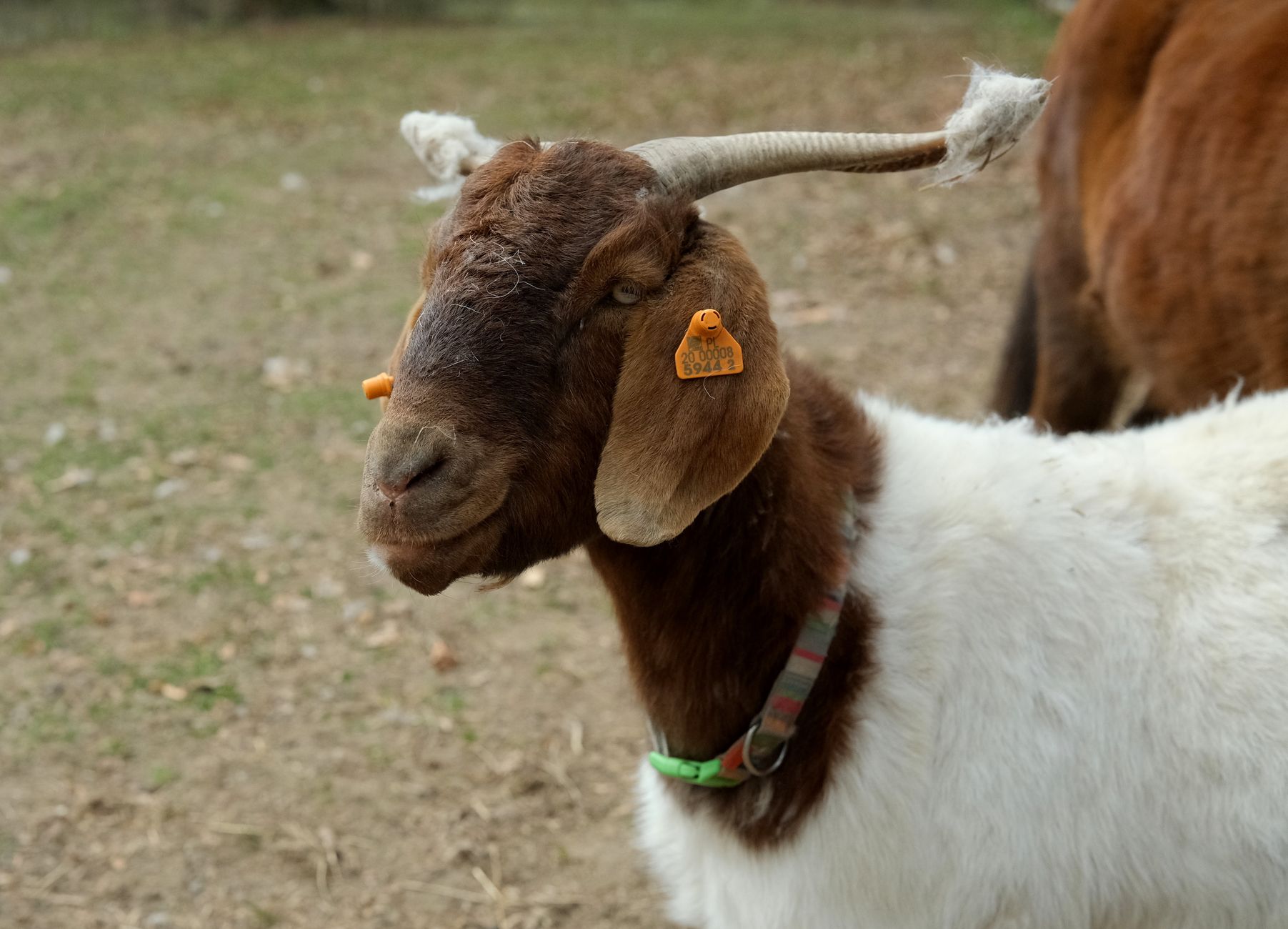 A goat undergoing diagnostic blood testing at a veterinary clinic