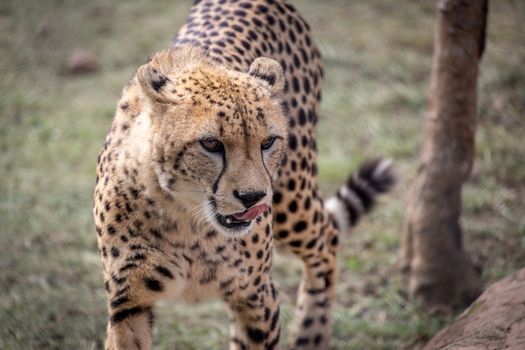 A cheetah with spotted fur stands alert on grassy terrain, showcasing its natural beauty.