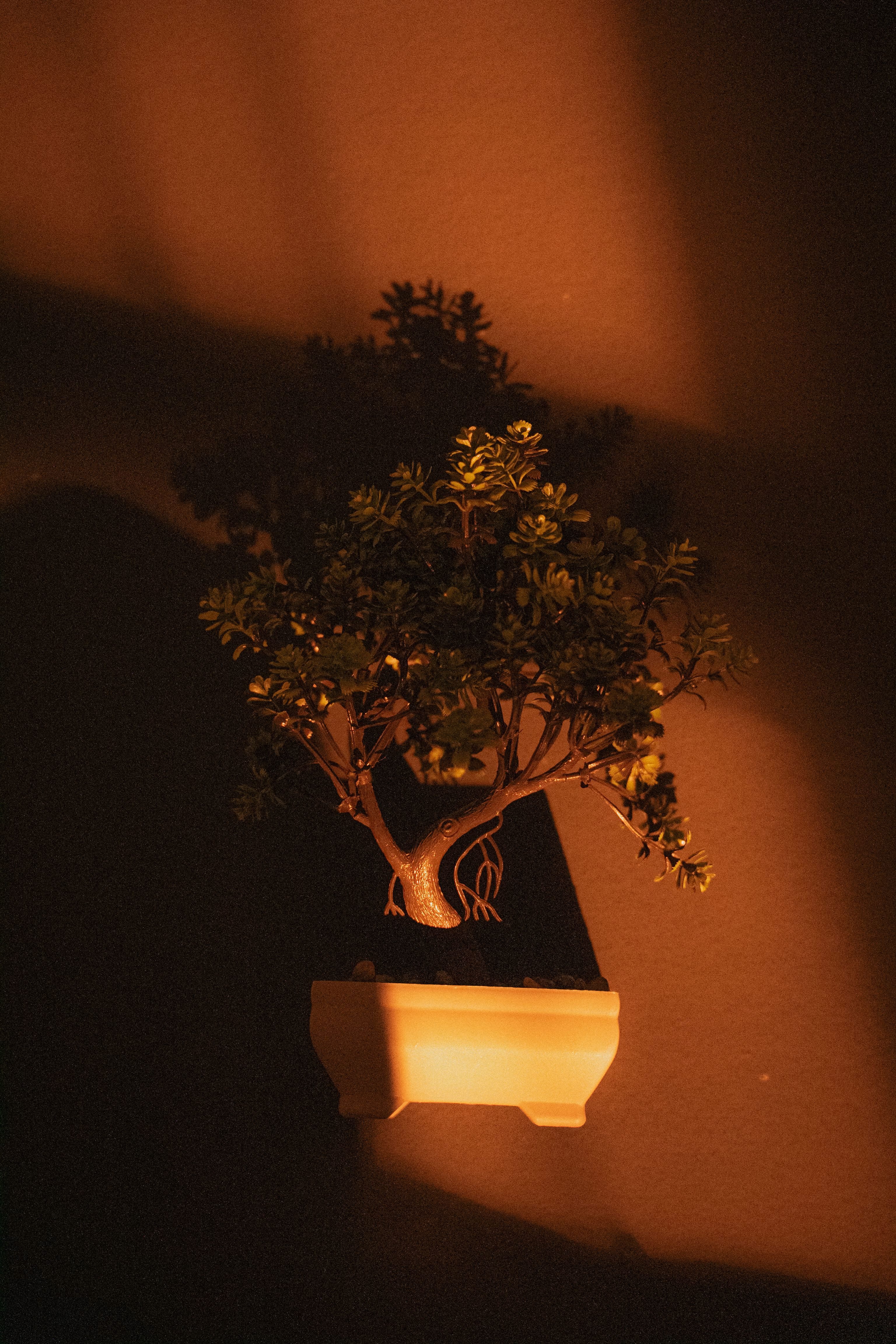 4.000+ Bonsai Baum Bilder und Fotos  Kostenlos Downloaden  Pexels  Stock-Fotos