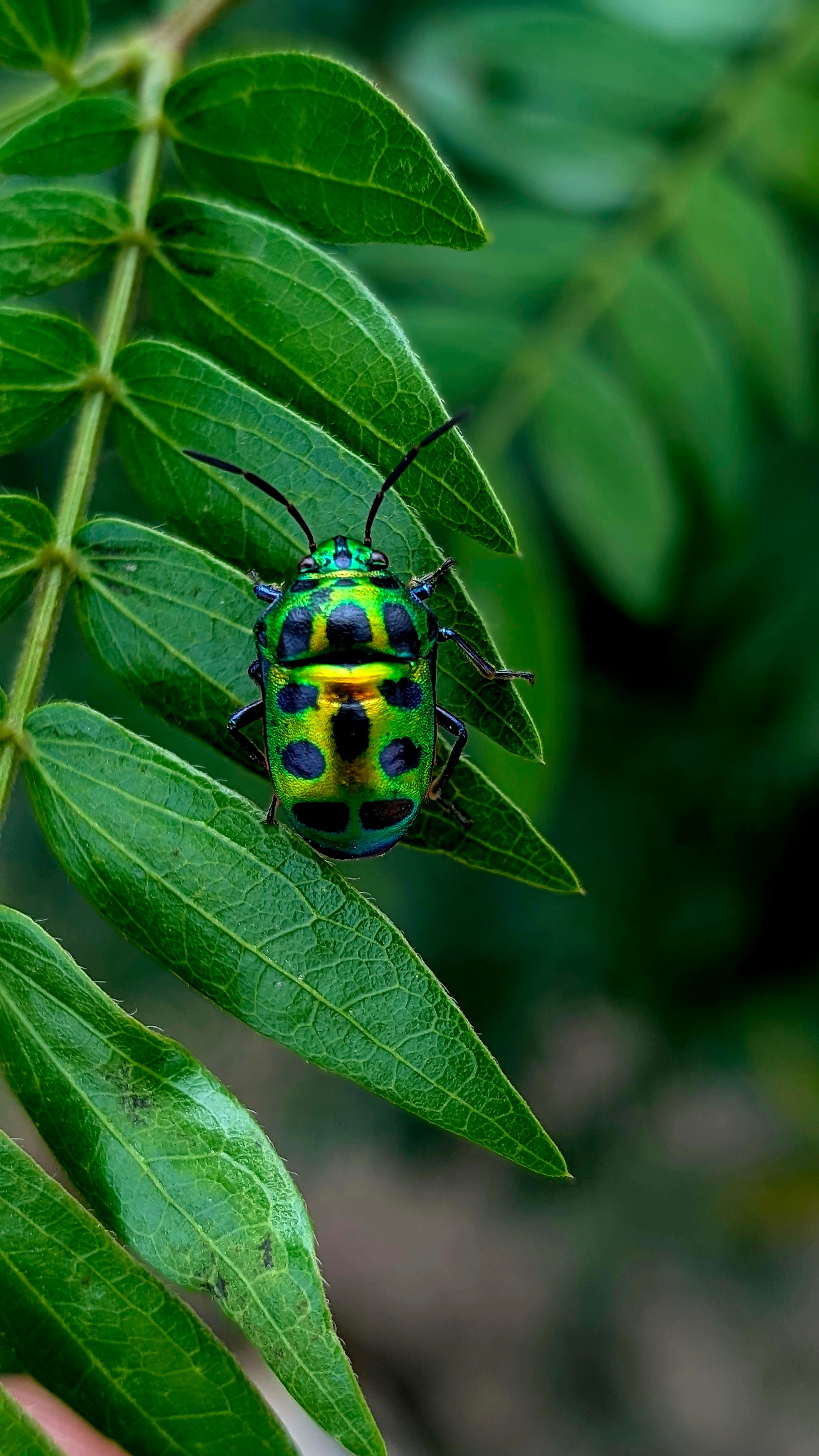 Fotomural Primer plano de un bicho joya vívido sobre una hoja verde en Punjab, India, mostrando sus patrones coloridos e intrincados.