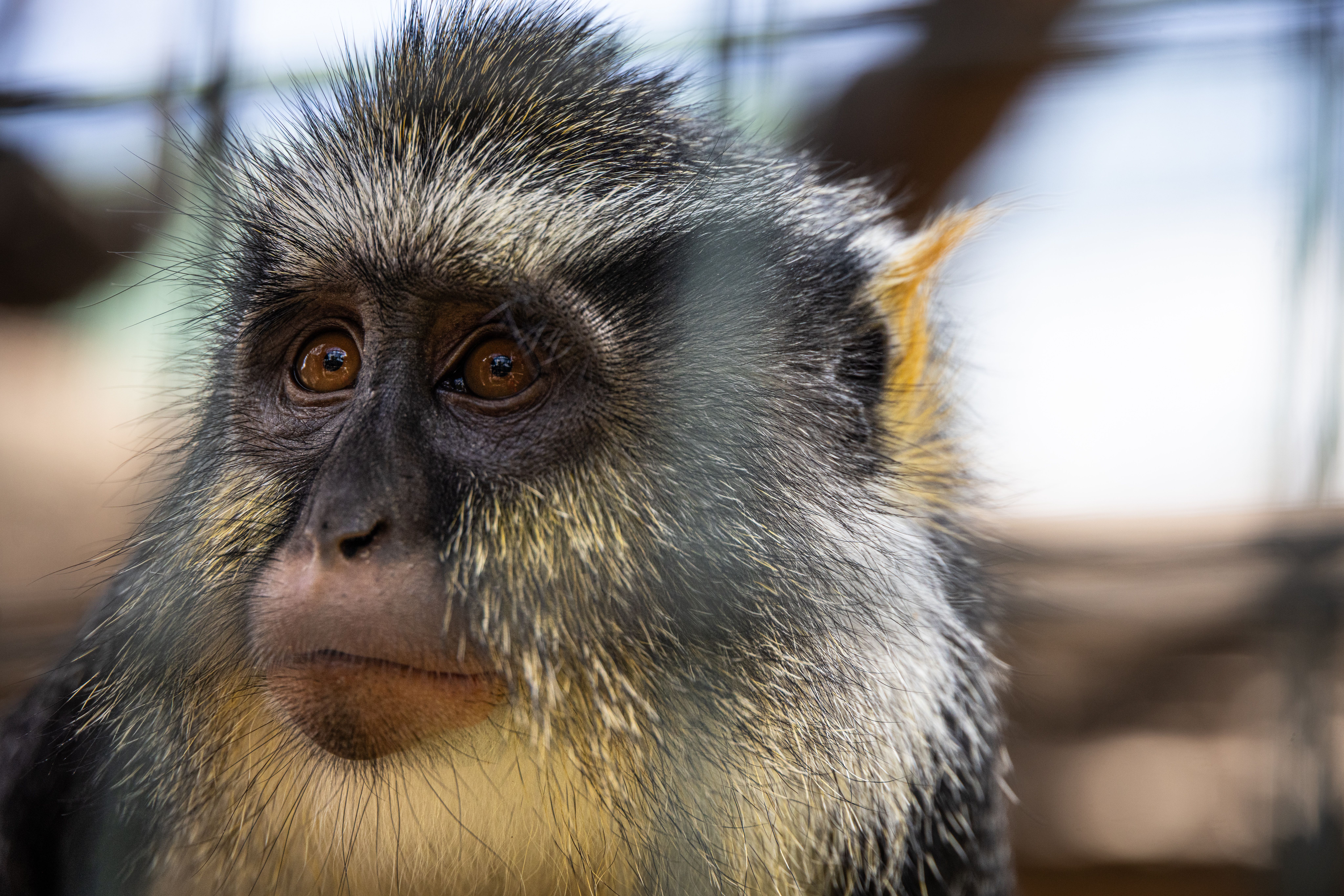 Close-up Portrait of a Pensive Monkey · Free Stock Photo