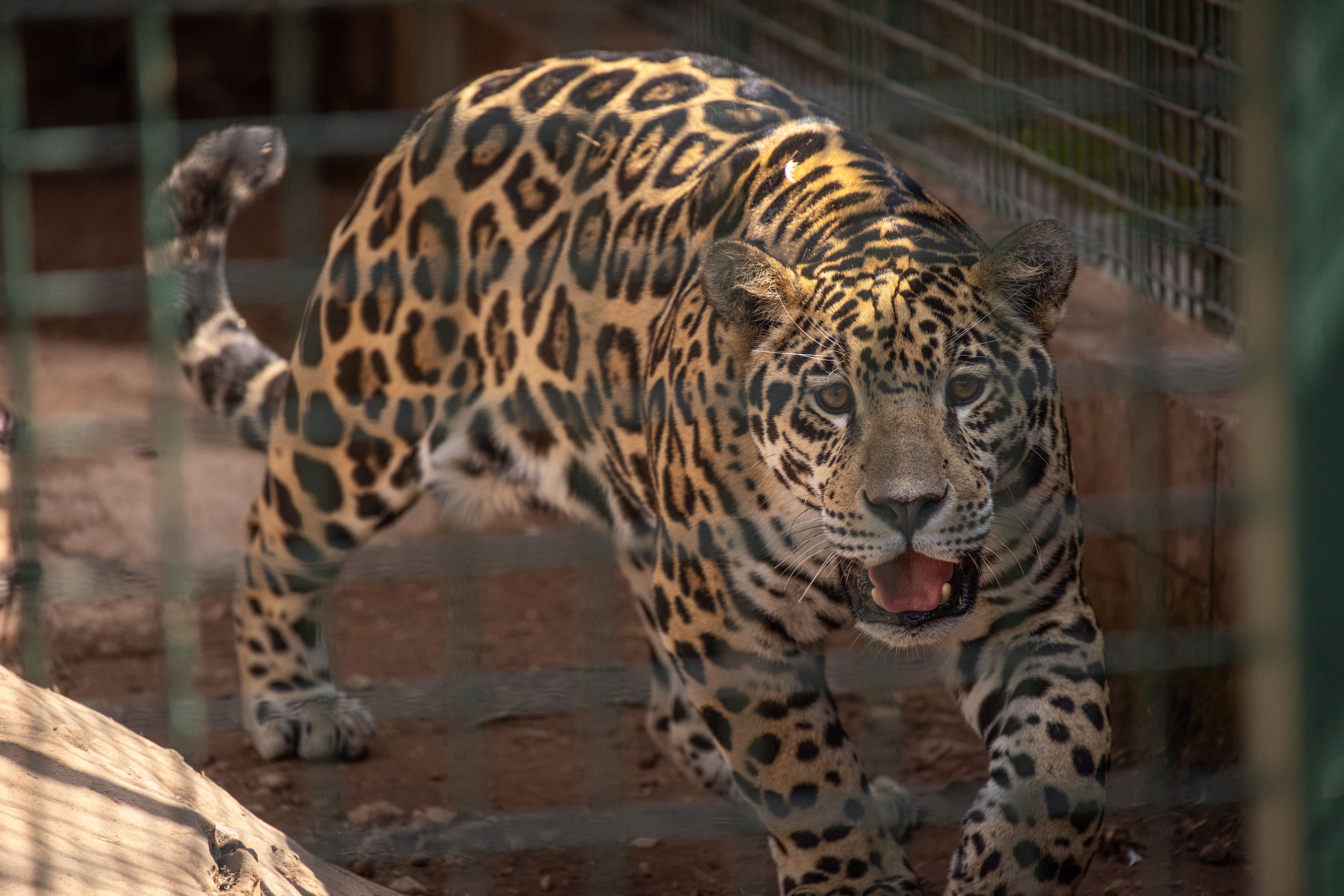 A close-up of a majestic jaguar within a zoo enclosure, showcasing its striking patterns.