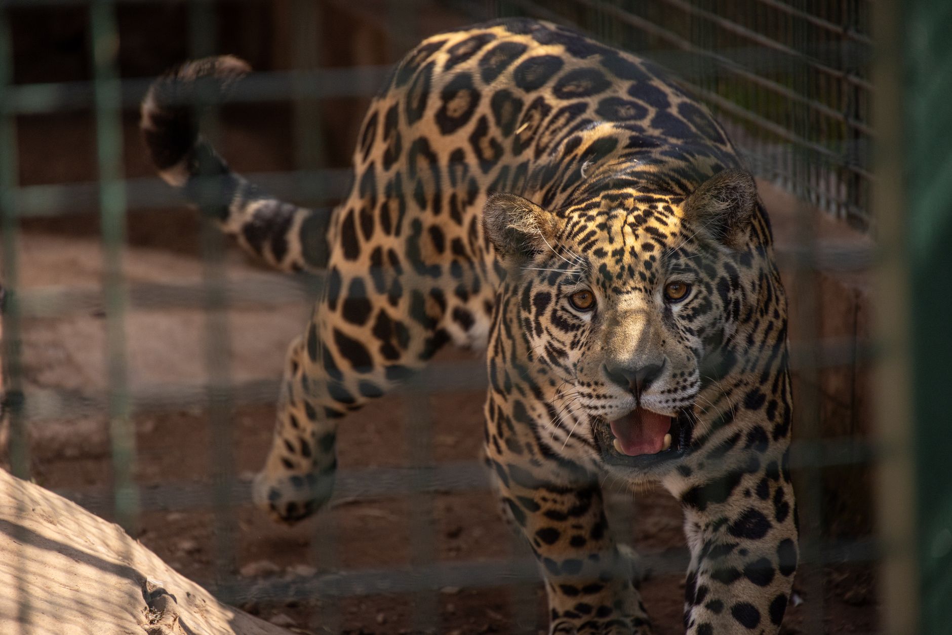 Jaguar close-up in Costa Rica