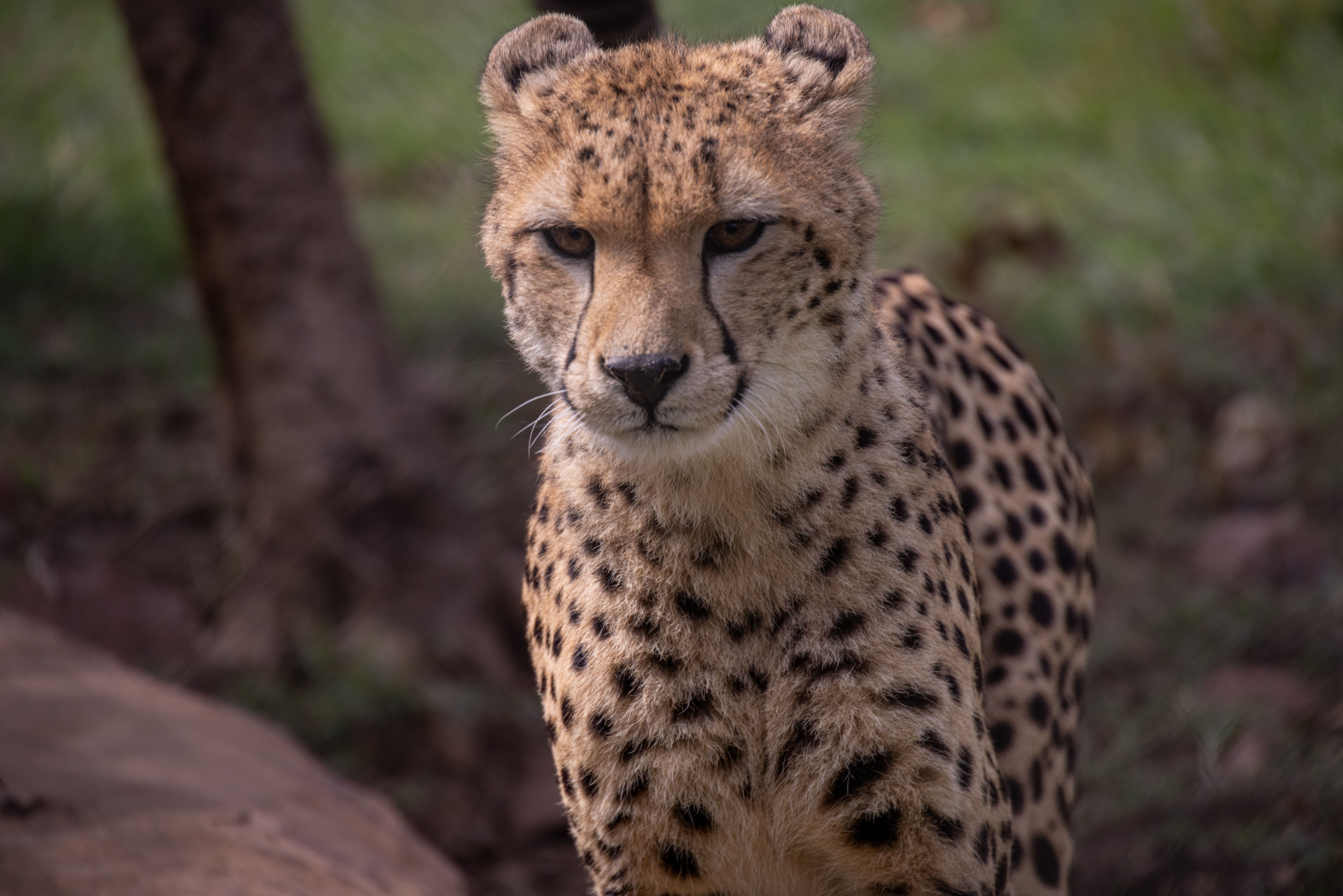 Cheetah Encounter