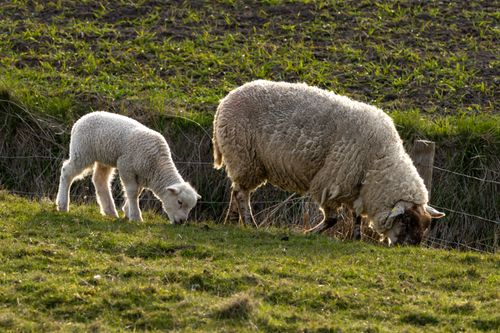 Free A sheep and lamb peacefully grazing in a green pasture under the sun. Stock Photo