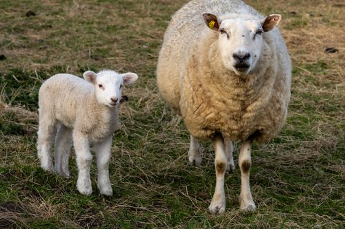 Free A mother sheep and her lamb stand together in a grassy pasture. Stock Photo