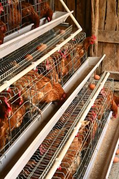 Rise 'n' Shine 10 Fresh Cage Eggs Mixed Grade 485g