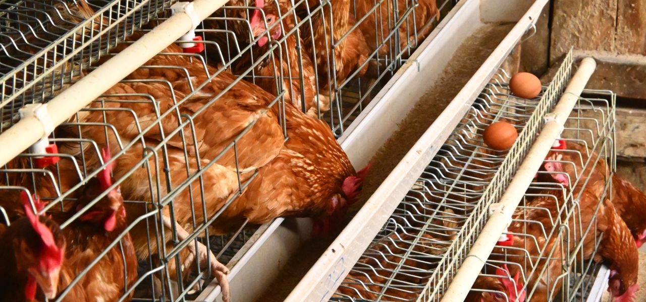 Hens in a tiered cage system with egg trays