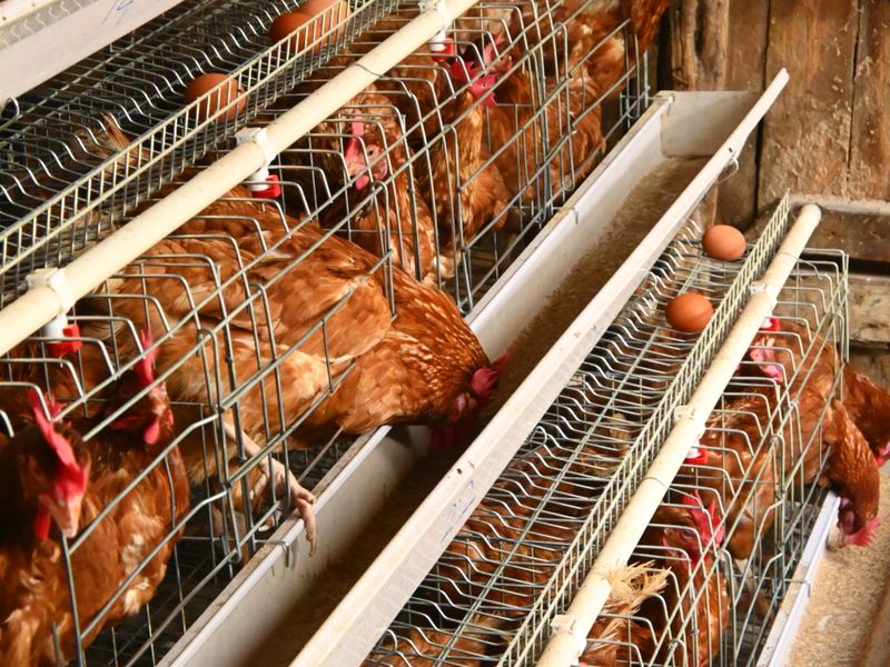 Hens in a tiered cage system with egg trays
