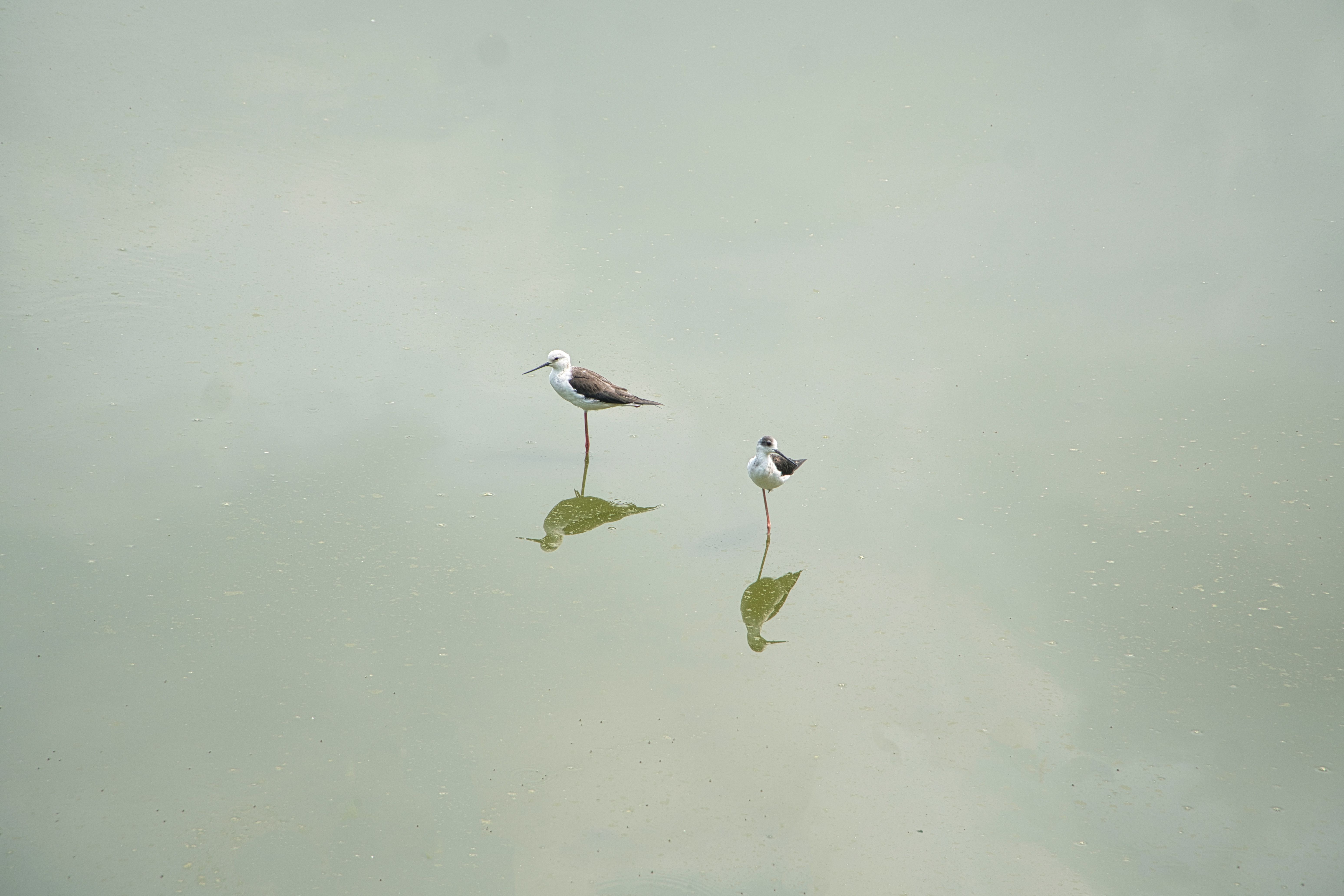 birds sit still so