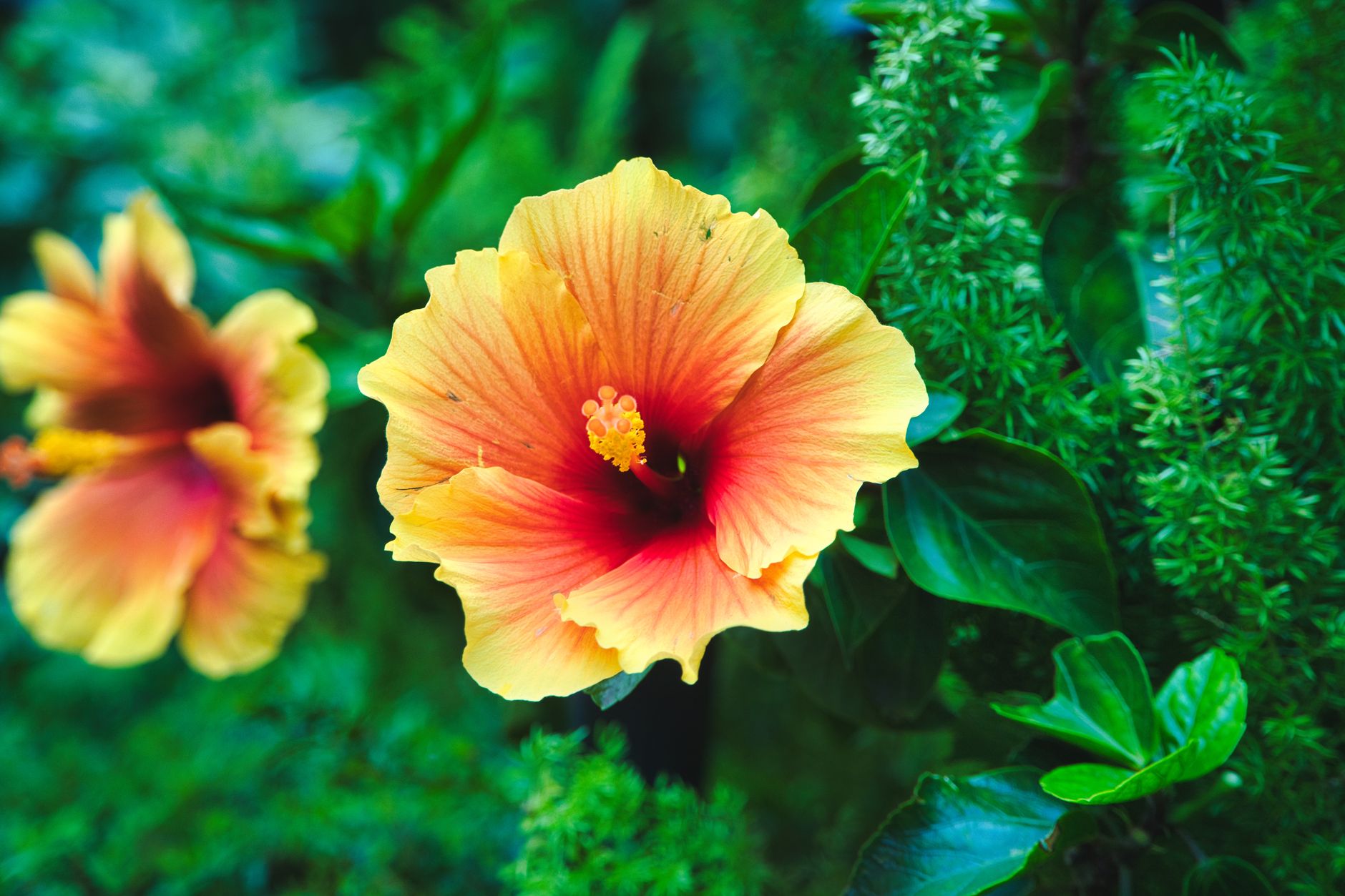 Close-up photo of vivid hibiscus flowers with yellow petals in a lush green garden setting.
