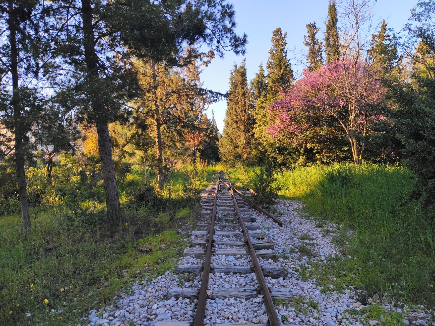 Railway tracks surrounded by vibrant greenery and trees in a forest setting during spring.