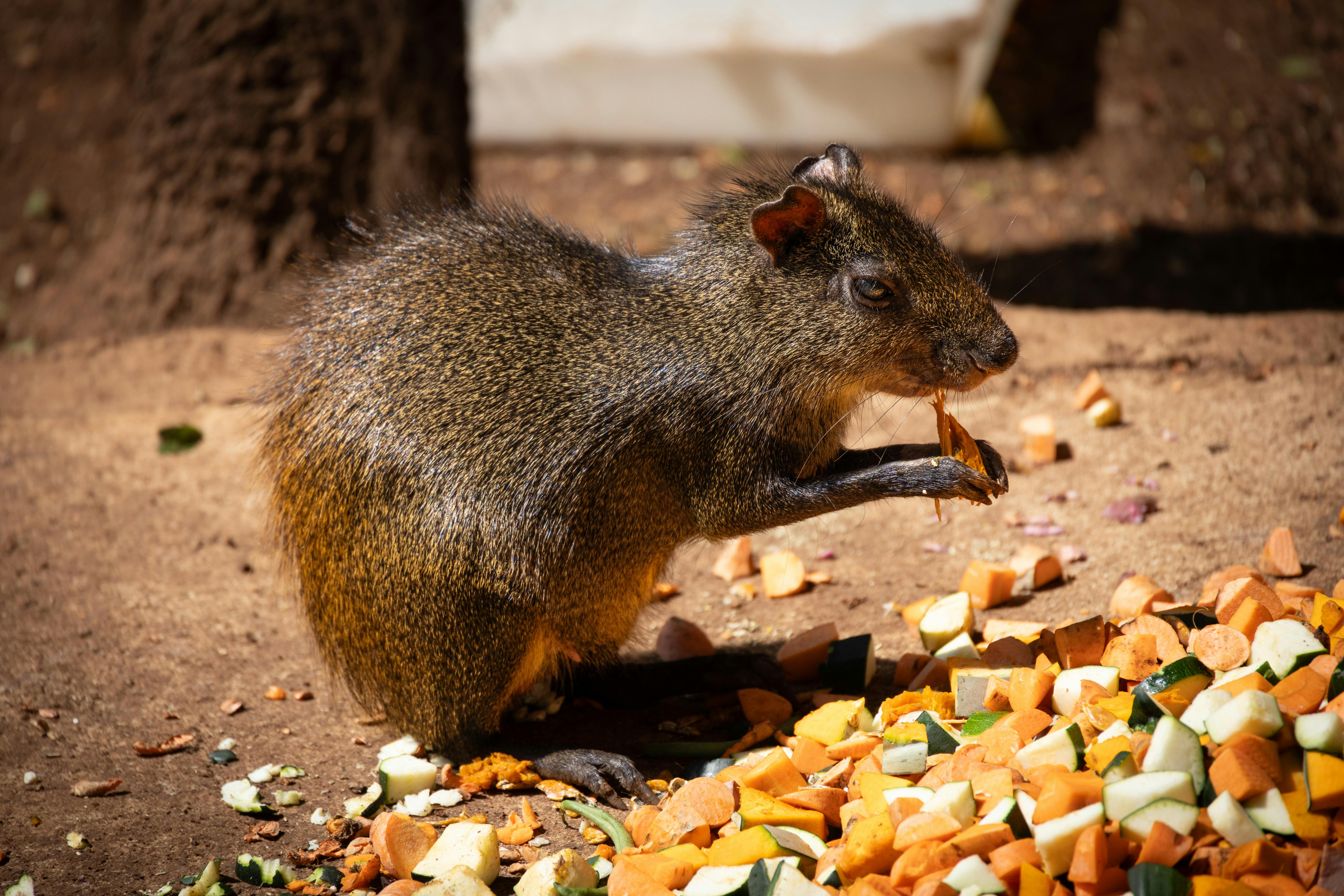 Jurassic dinosaurs had specialized diets to coexist peacefully — Photo by Magda Ehlers on Pexels