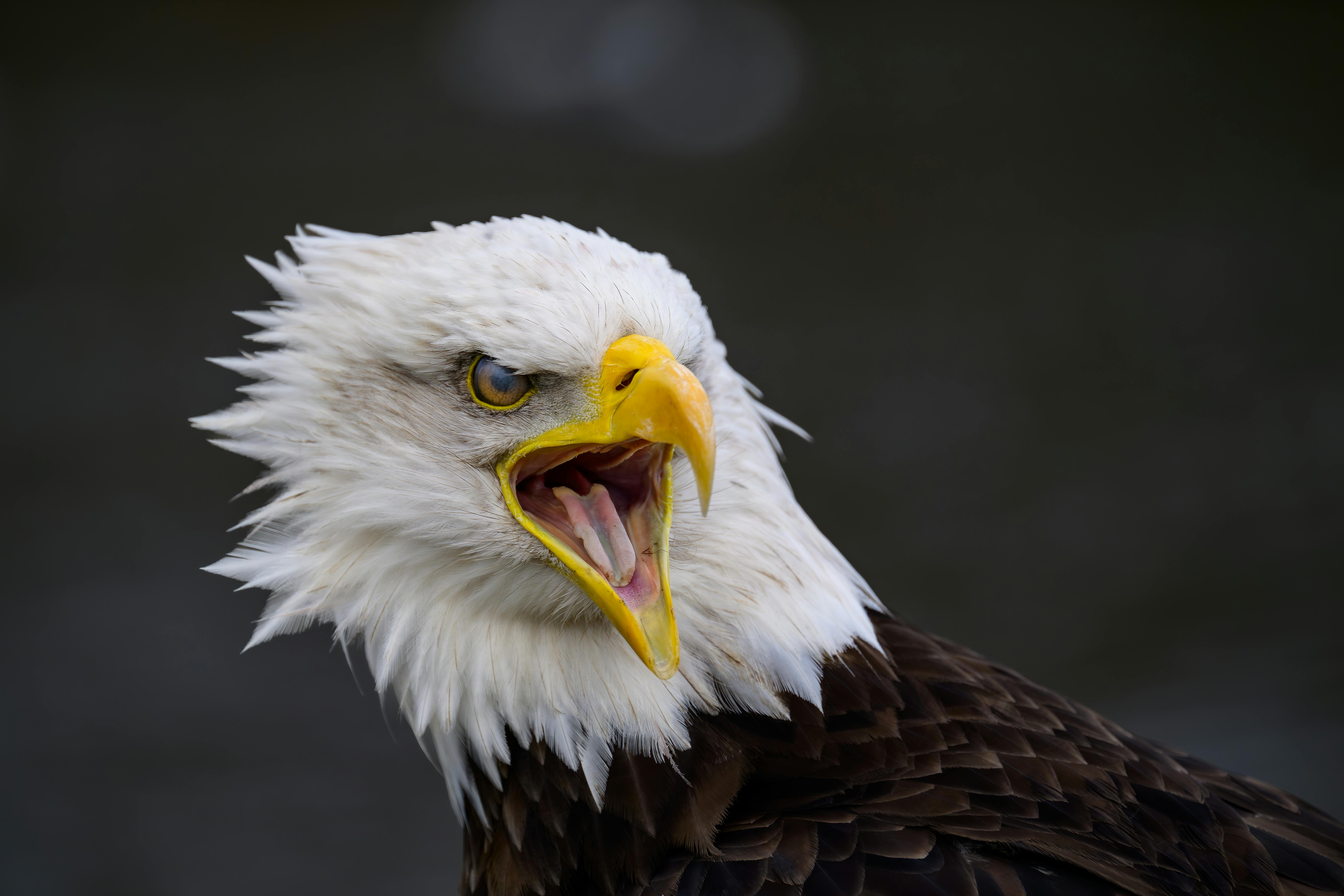 Detailed close-up of a bald eagle, showcasing its prominent beak and vibrant feathers.
