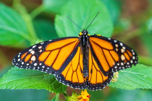 Free Close-up of a monarch butterfly with open wings resting on green leaves. Stock Photo
