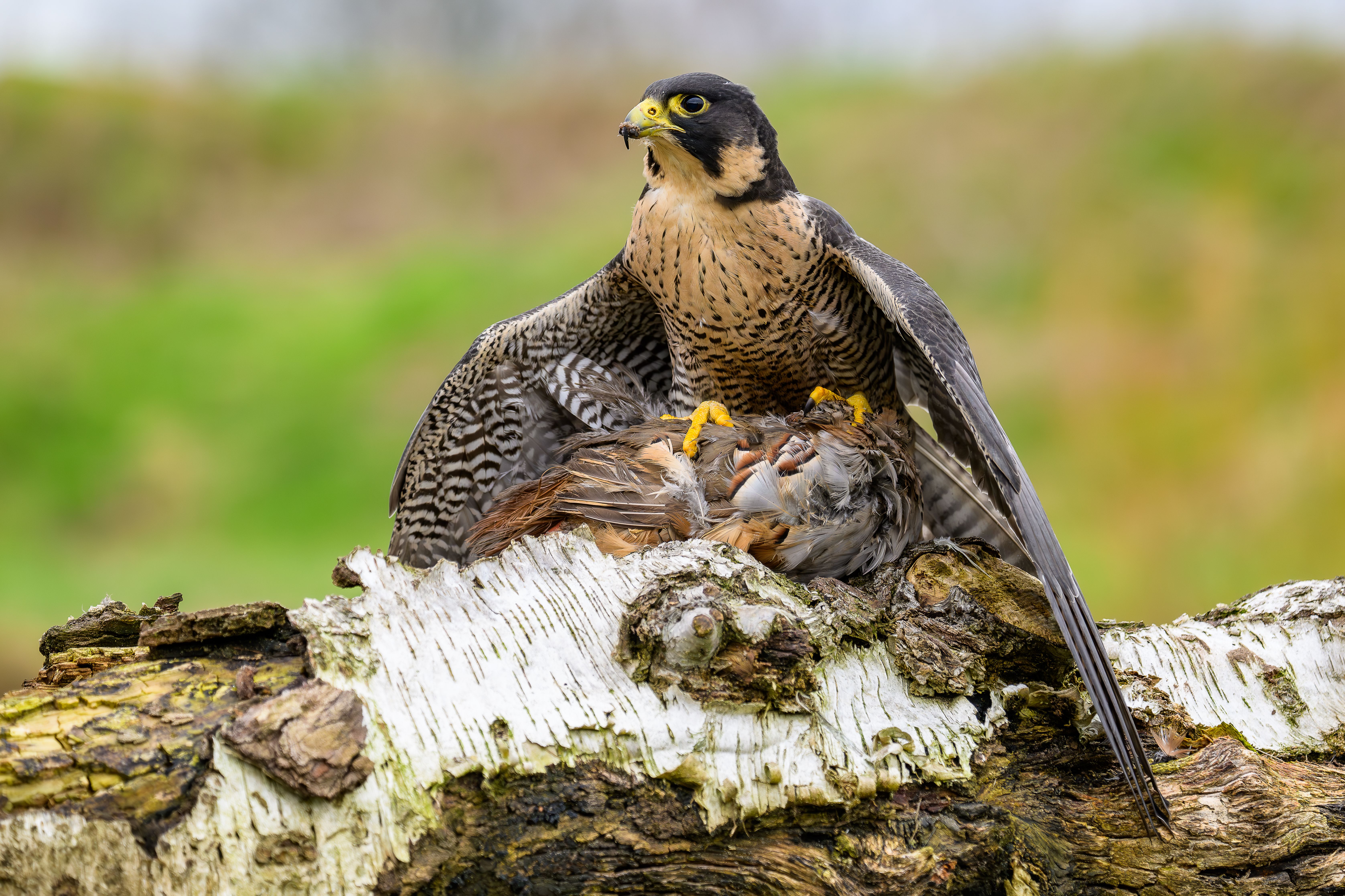 Peregrine Falcon with Prey in Natural Habitat · Free Stock Photo