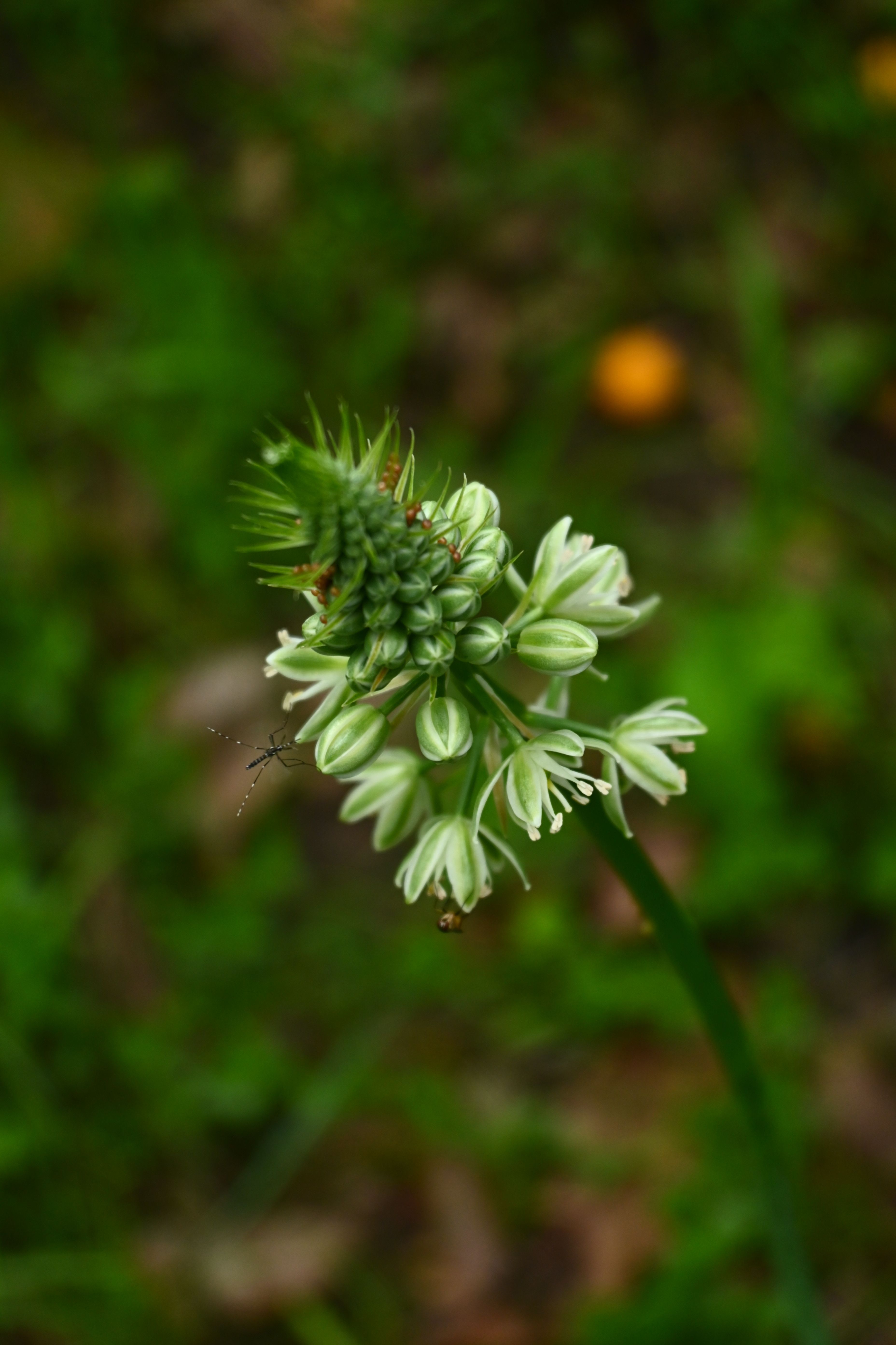 A vibrant green wildflower against a blurred natural background.
