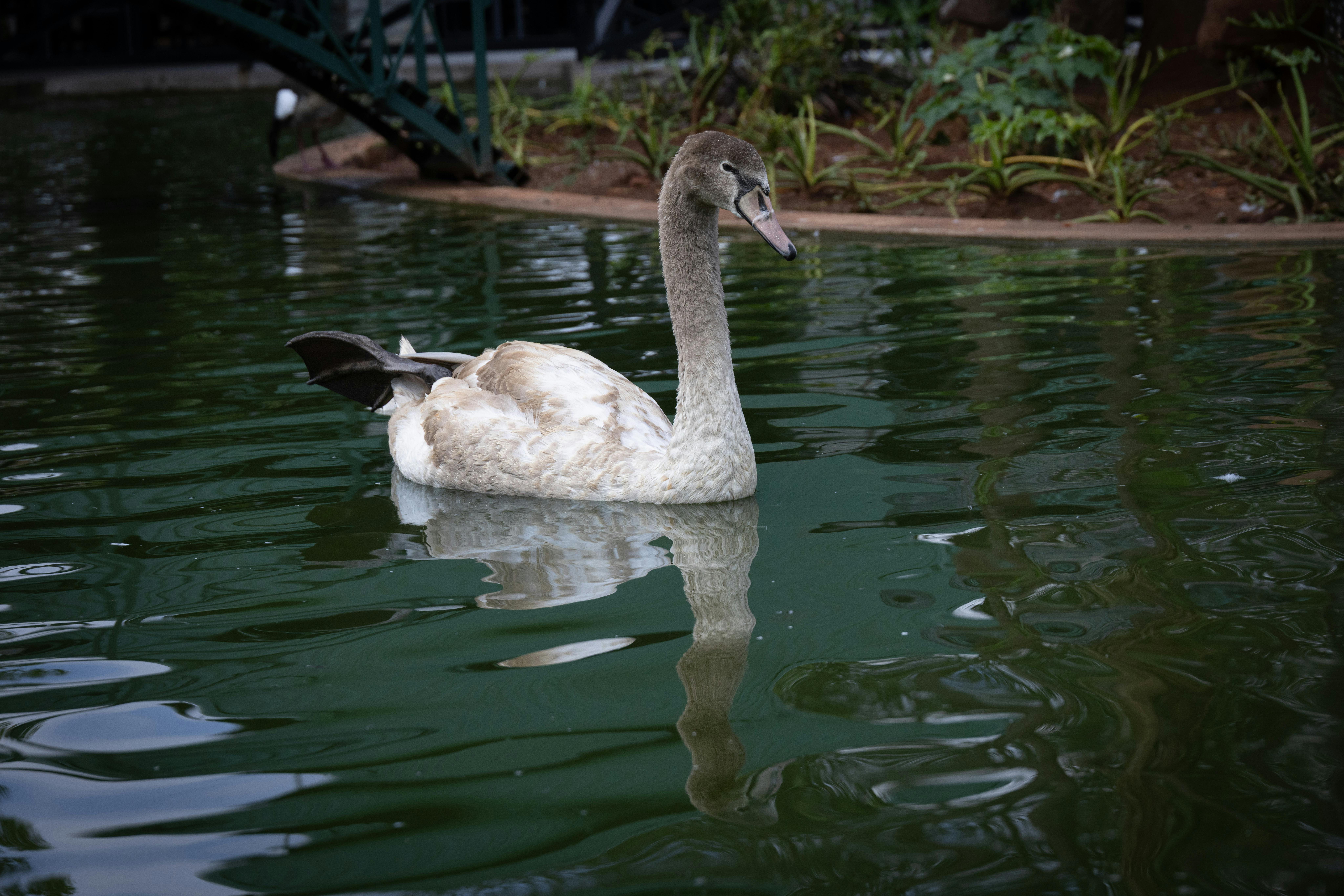 A young swan peacefully floats in a tranquil pond surrounded by lush greenery.