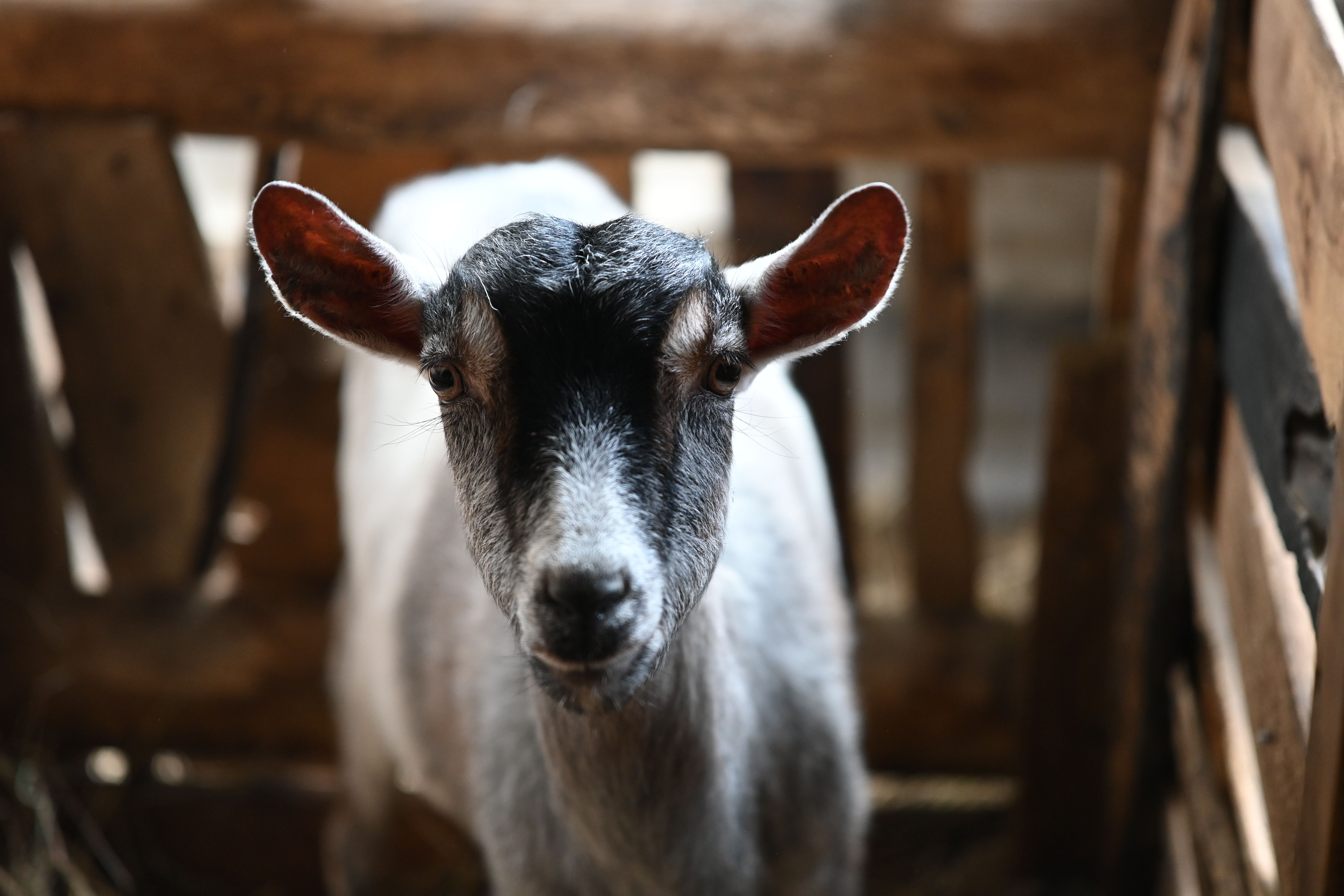 A goat undergoing diagnostic blood testing at a veterinary clinic