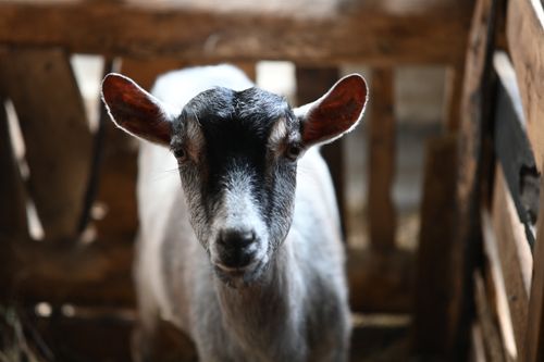 Free A domestic goat stands calmly in a rustic barn setting. Stock Photo