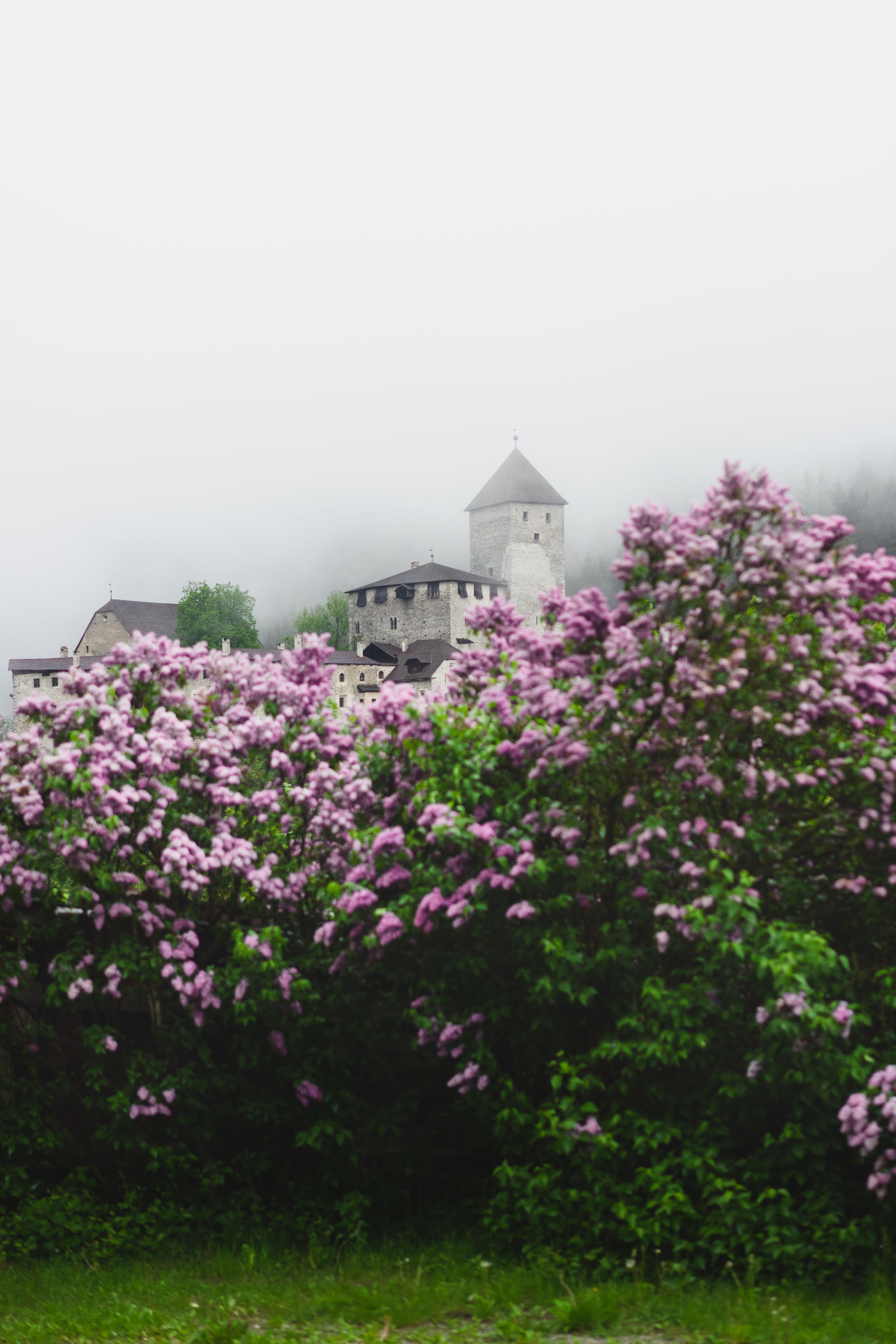 A scenic view of a medieval castle shrouded in mist, framed by vibrant lilac flowers in bloom.
