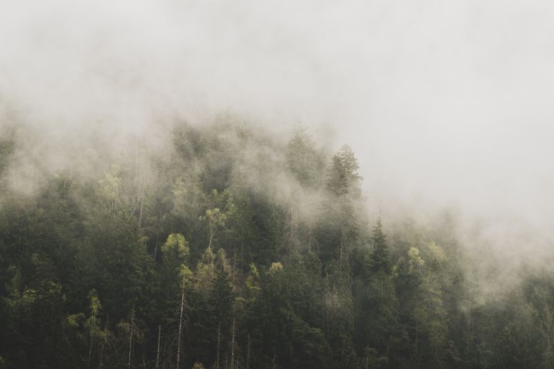 Misty forest in dense fog — photo by eberhard grossgasteiger on Pexels