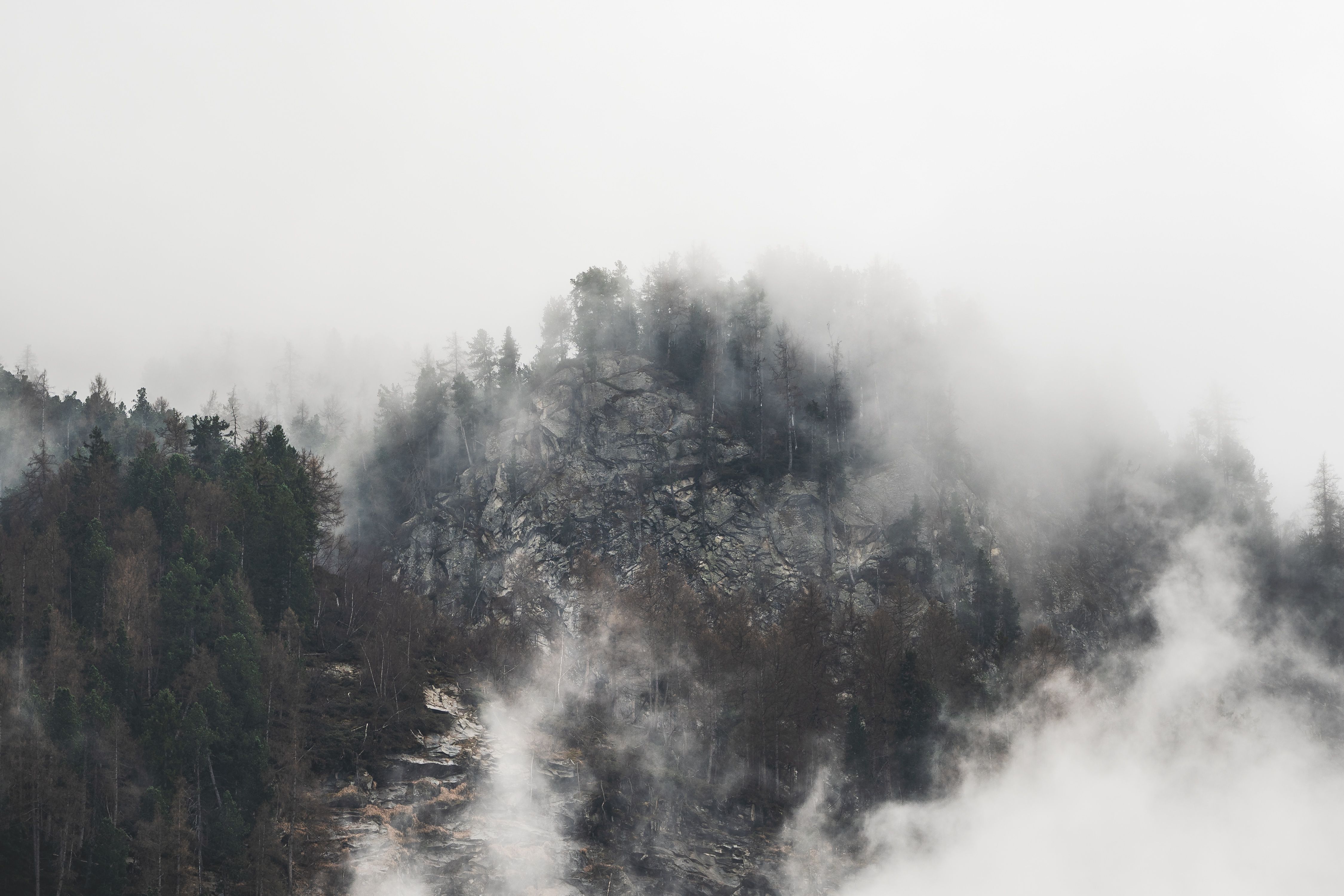 Misty Mountain Landscape with Evergreen Trees · Free Stock Photo