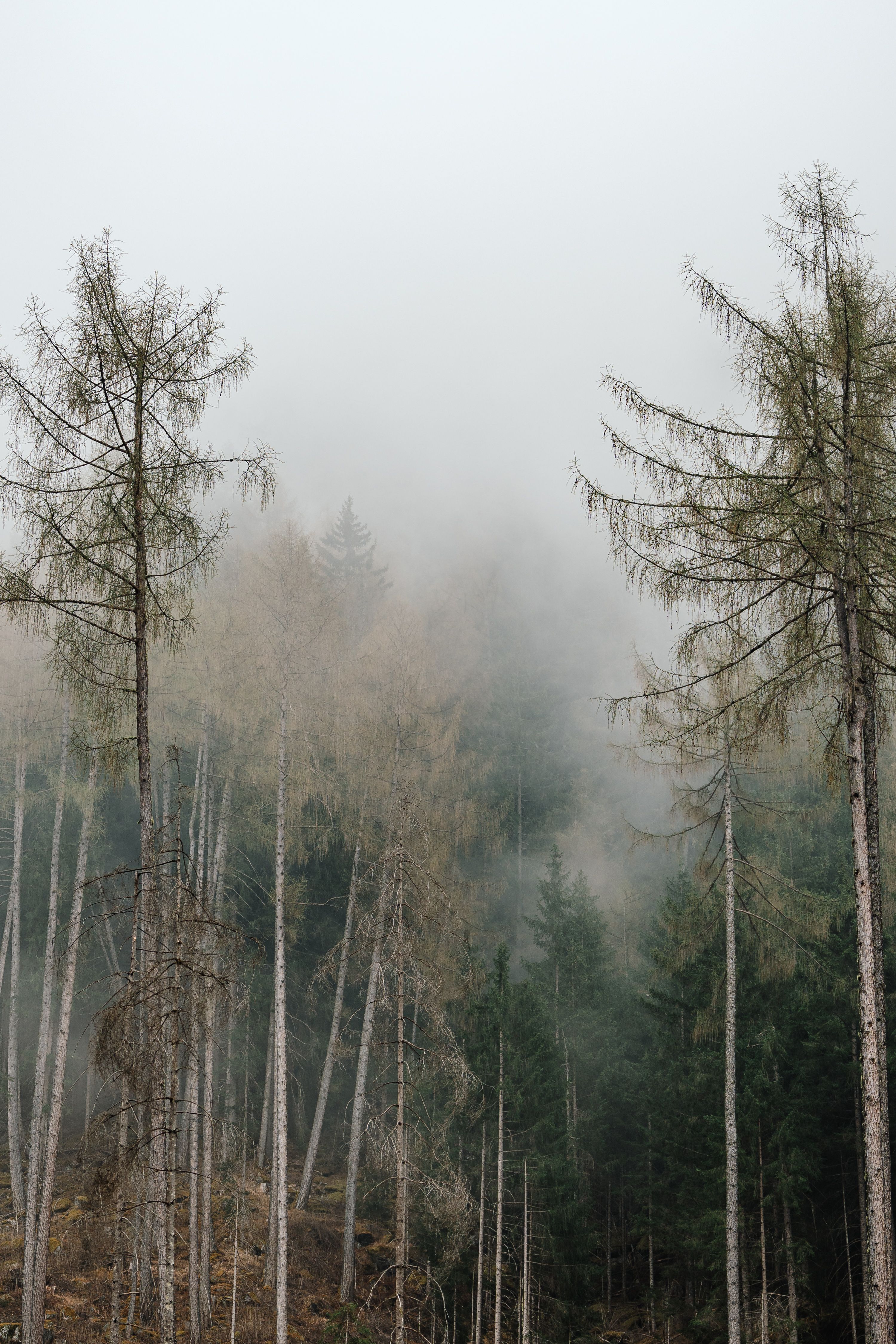Misty Forest of Tall Evergreen Trees in Fog · Free Stock Photo