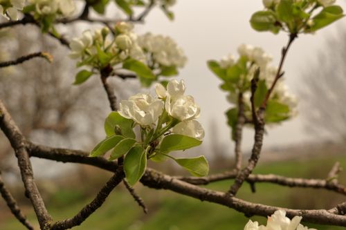 Free Close-up of white blossoms on a pear tree branch in spring, soft focus background. Stock Photo