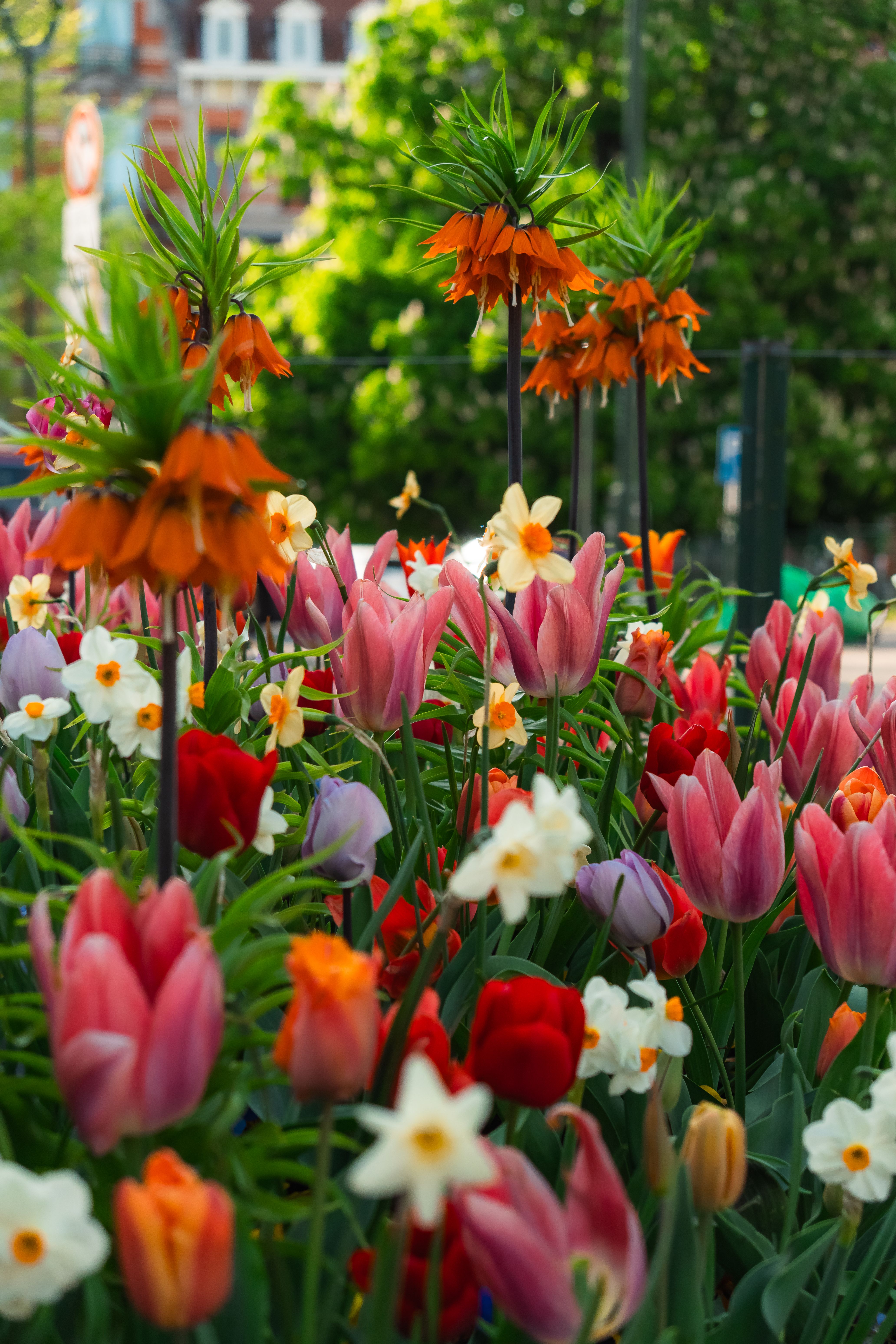 [ColoSach]-a-colorful-display-of-tulips-and-daffodils-in-a-lush-garden-on-a-bright-spring-day.