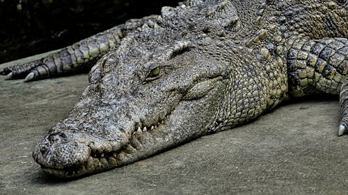 Gratuit Imagine de stoc gratuită din aligator, crocodil, prădător Fotografie de stoc
