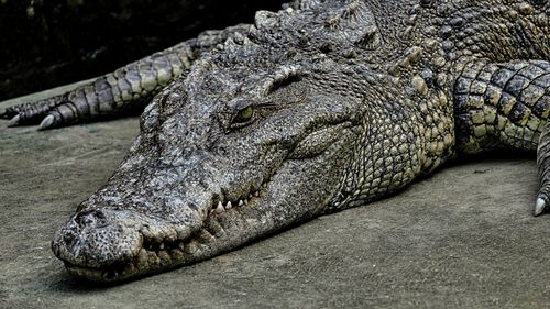 Free Detailed close-up image of a crocodile lying on the ground, showcasing its rough skin texture. Stock Photo