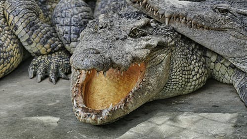 Crocodile Lying on the Ground