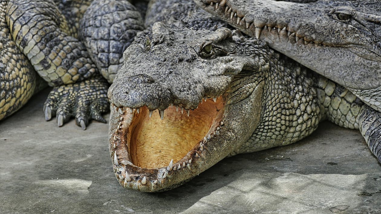 Crocodile Lying on the Ground