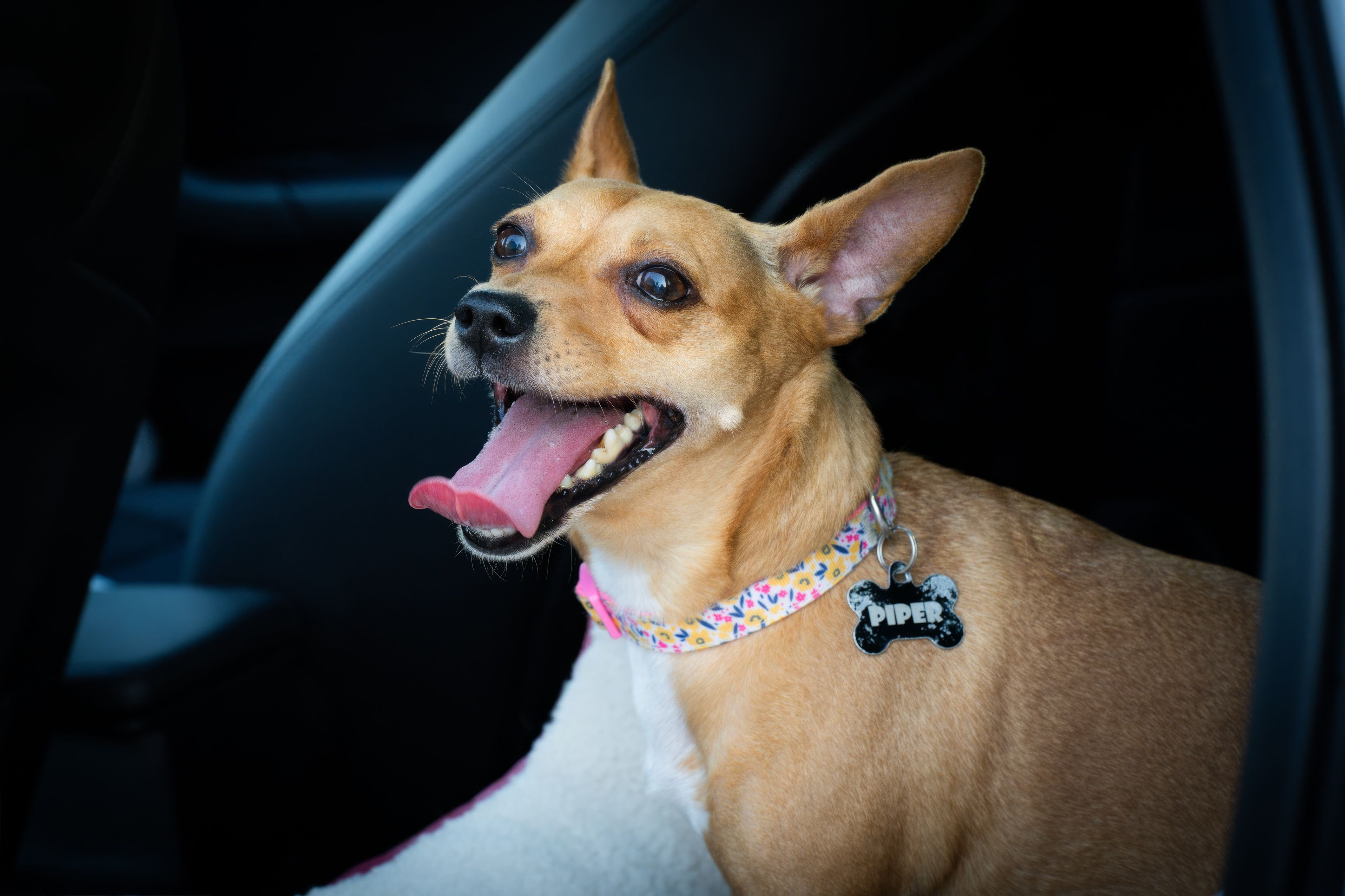 Potential threats to pet health in your own yard - Observer-Reporter — Photo by Cara Denison on Pexels