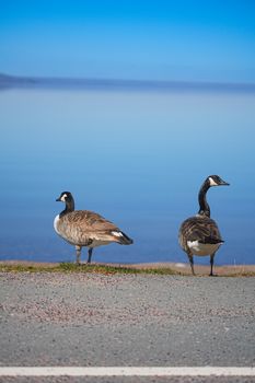 Two Canadian geese on a road beside a calm, blue lake under a clear sky.