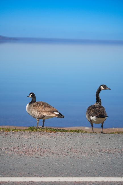 Two Canadian geese on a road beside a calm, blue lake under a clear sky.