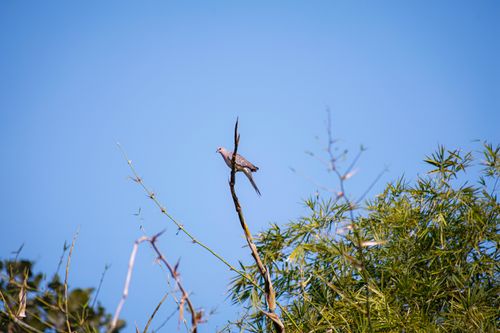 Free A solitary pigeon rests on a branch amidst a clear blue sky and green foliage. Stock Photo