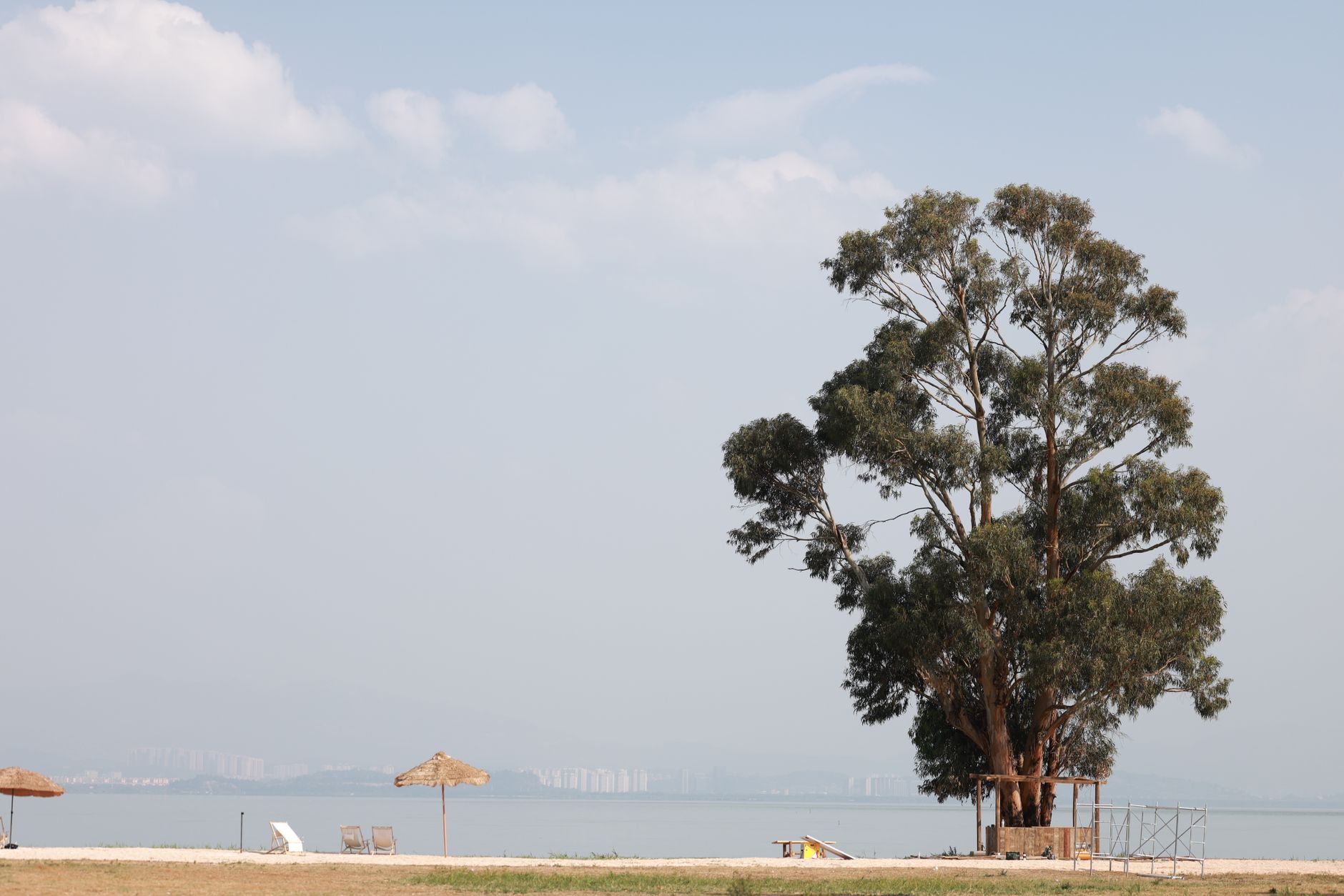 Peaceful beach scene featuring eucalyptus trees and lounge chairs on a sunny day.