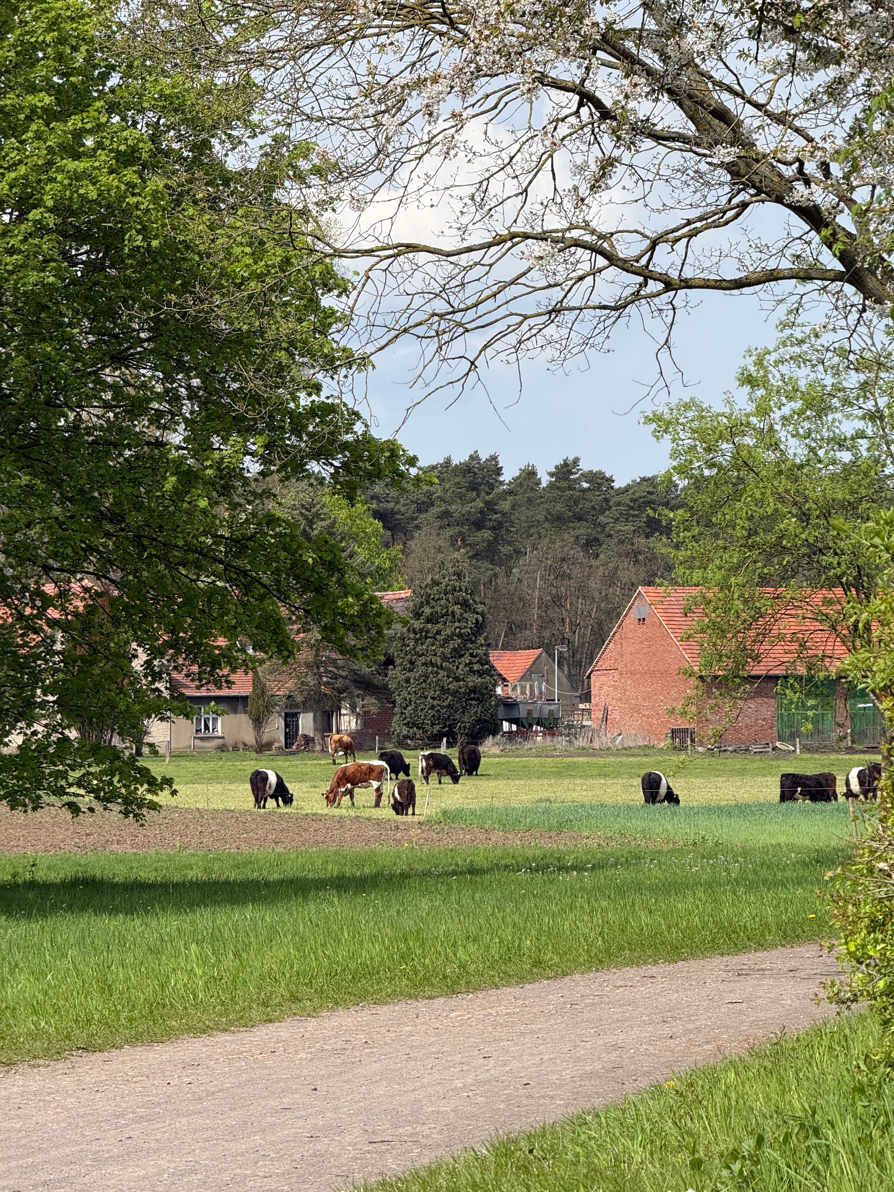 Prachtig landelijk tafereel met grazende koeien in een weelderig groen veld onder een helderblauwe hemel.