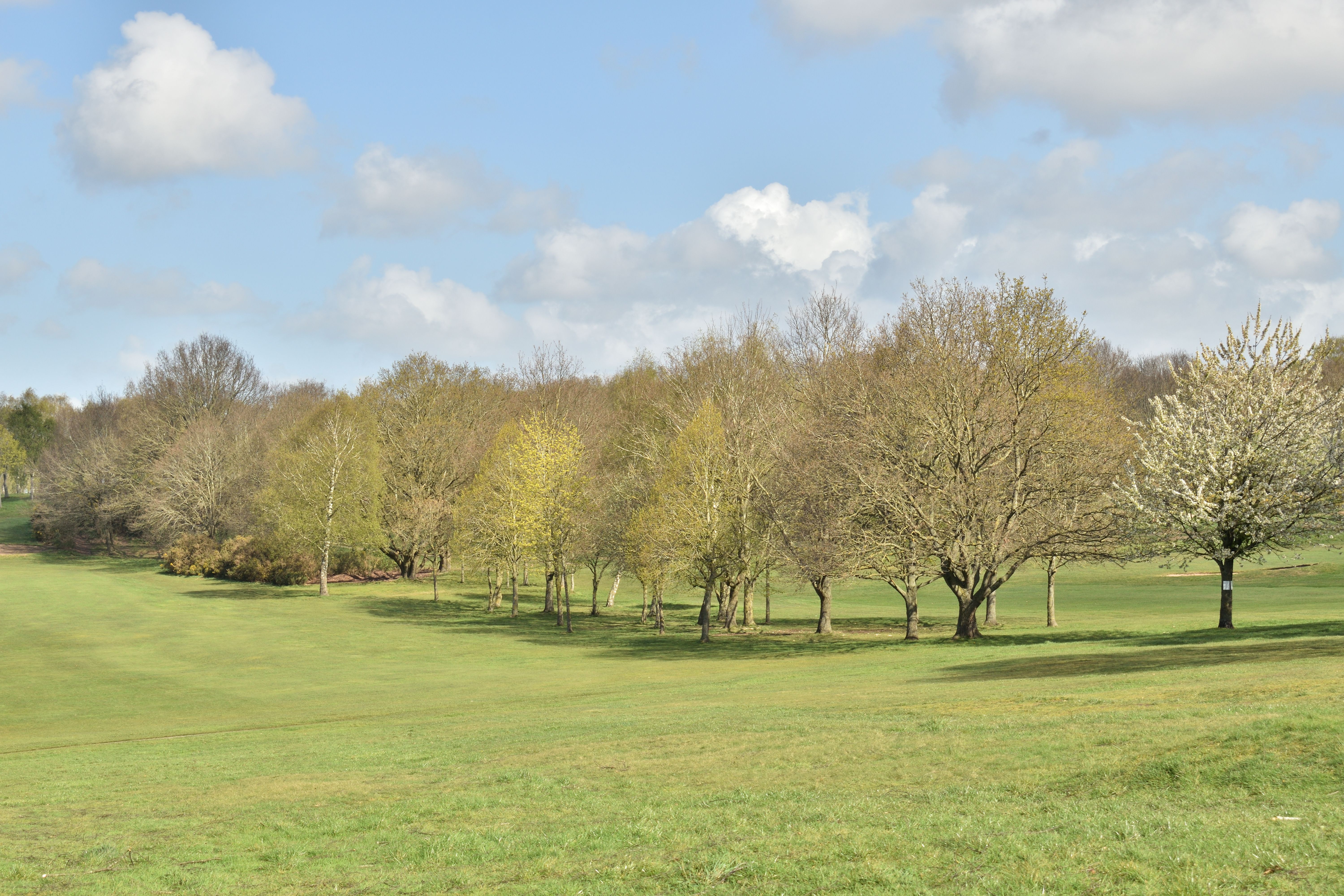 Scenic Spring Landscape with Blossom Trees in England · Free Stock Photo
