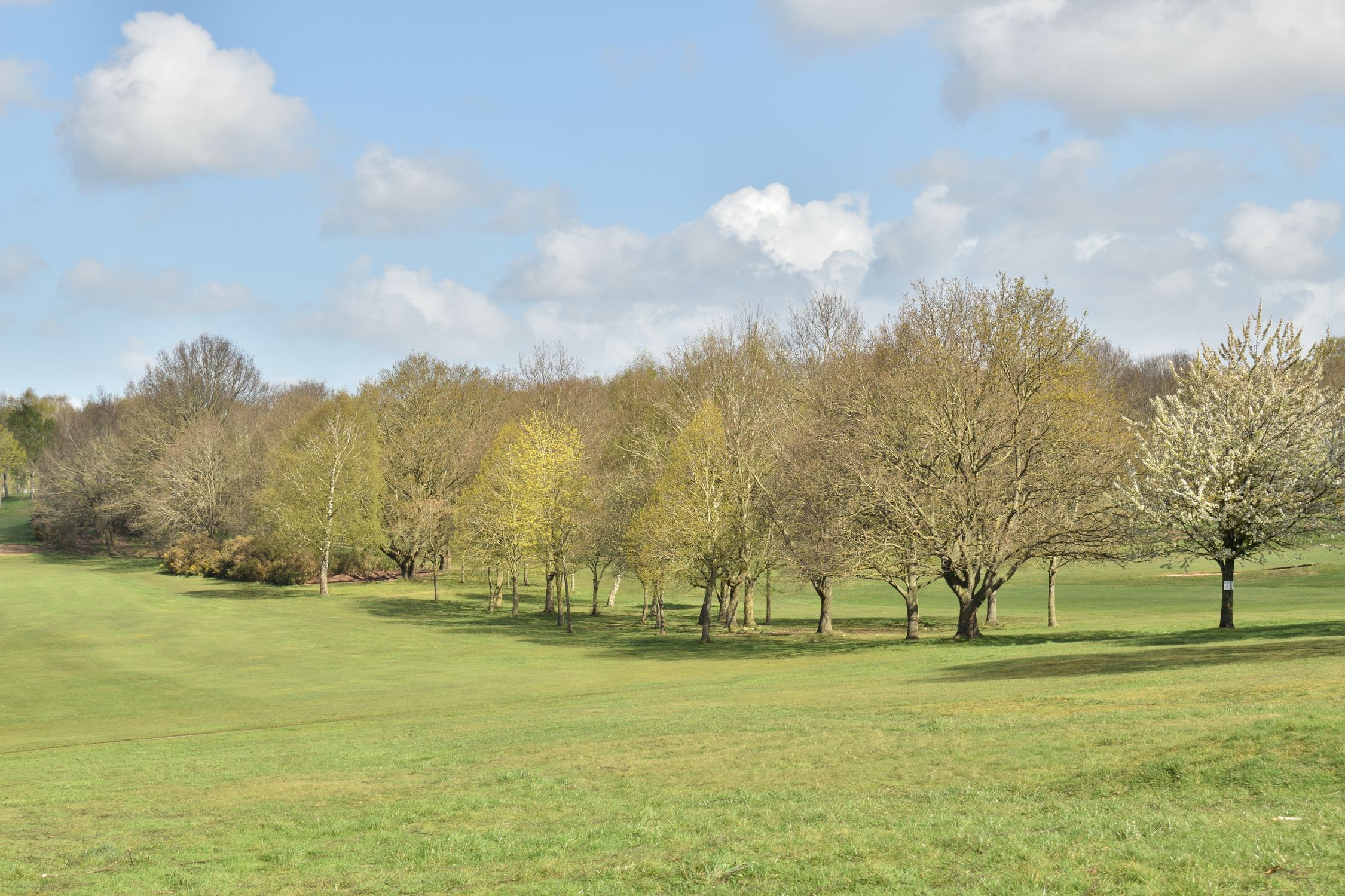 Spring Landscape Uk Scenic Spring Landscape with Blossom Trees in England · Free Stock Photo