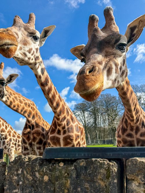 Free A group of giraffes curiously interacting at Longleat Safari Park under a clear blue sky. Stock Photo